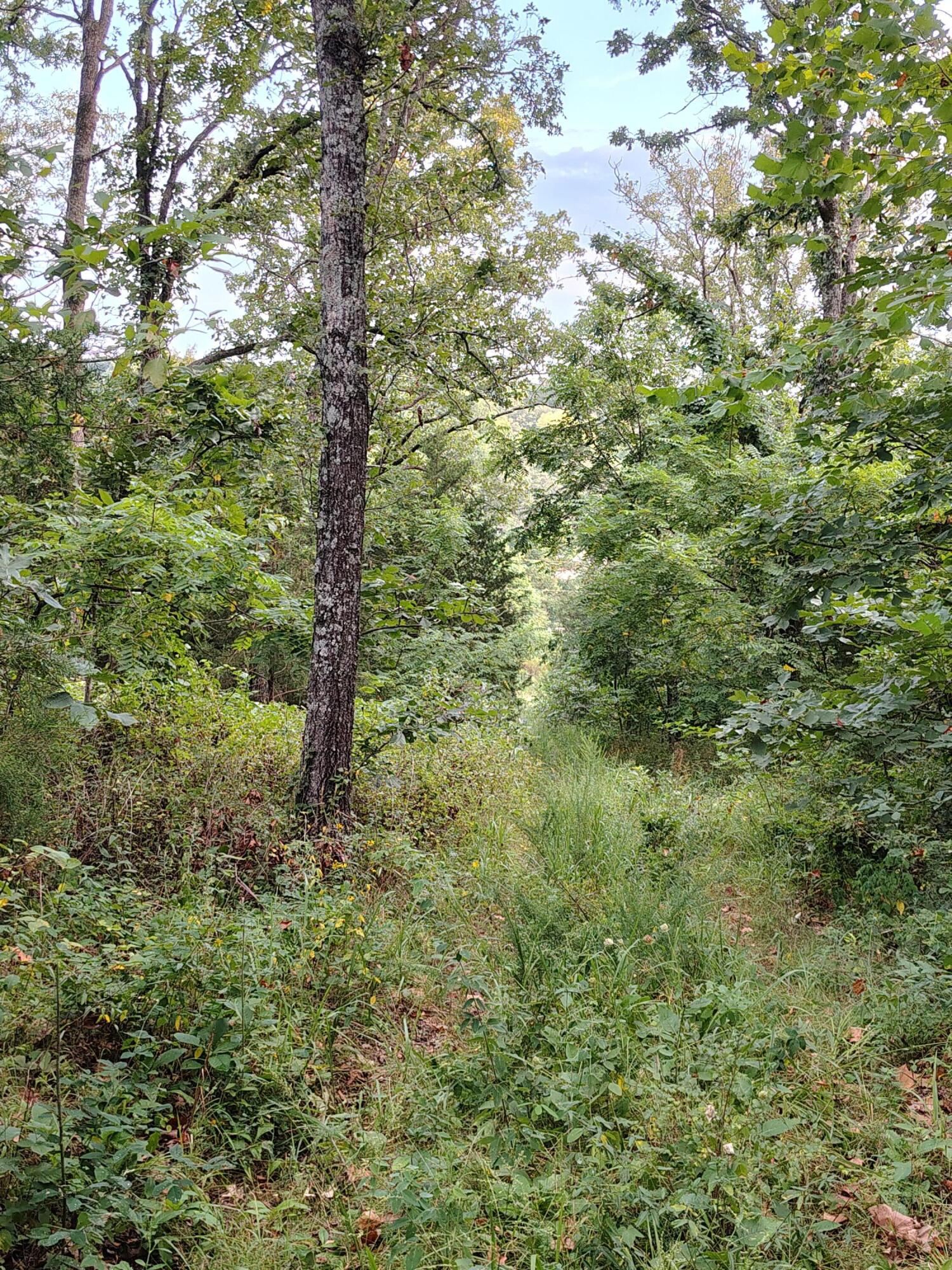 Photo 7 - Land for sale – 000  County Road 150   Preston, MO