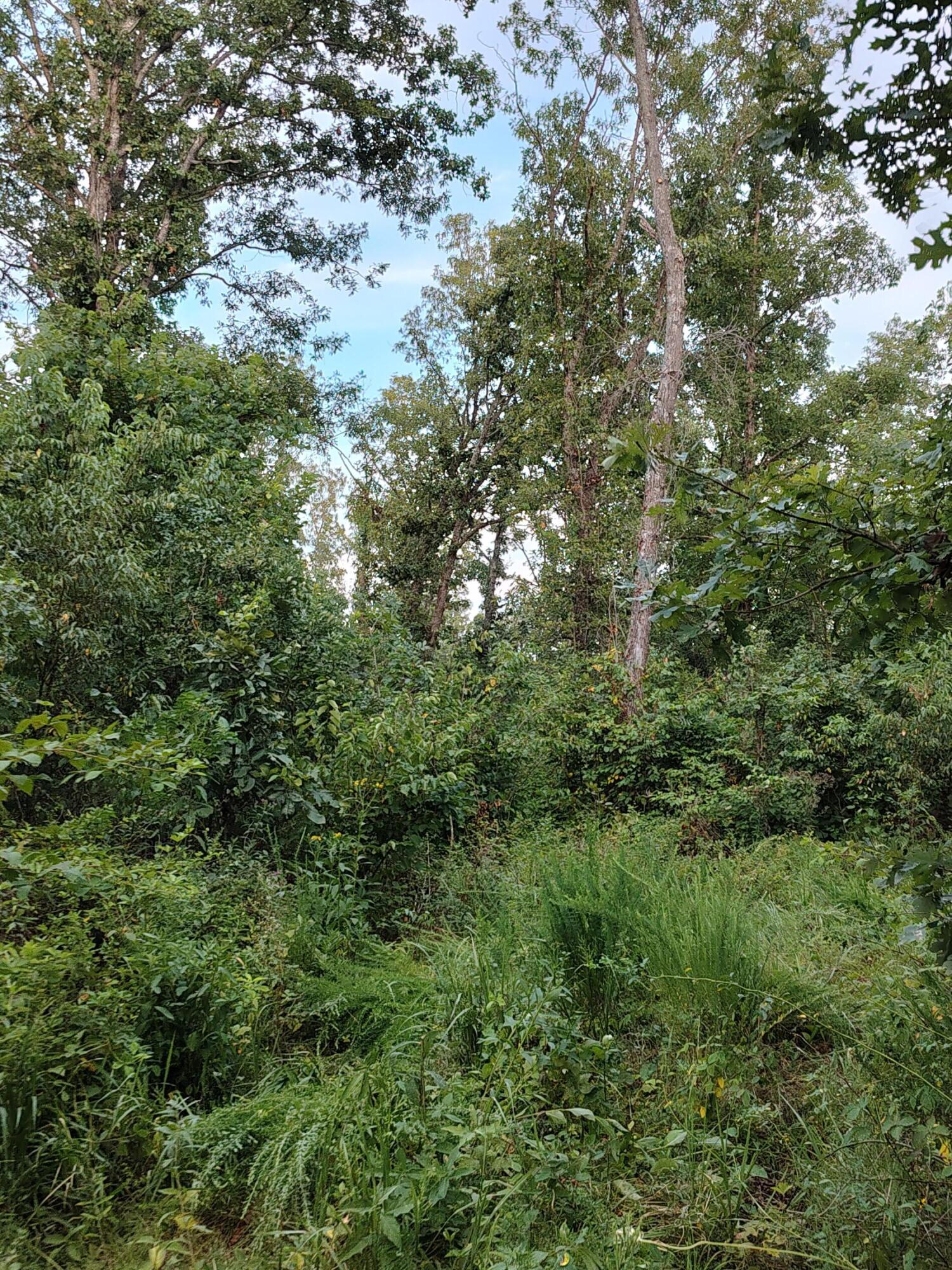 Photo 8 - Land for sale – 000  County Road 150   Preston, MO