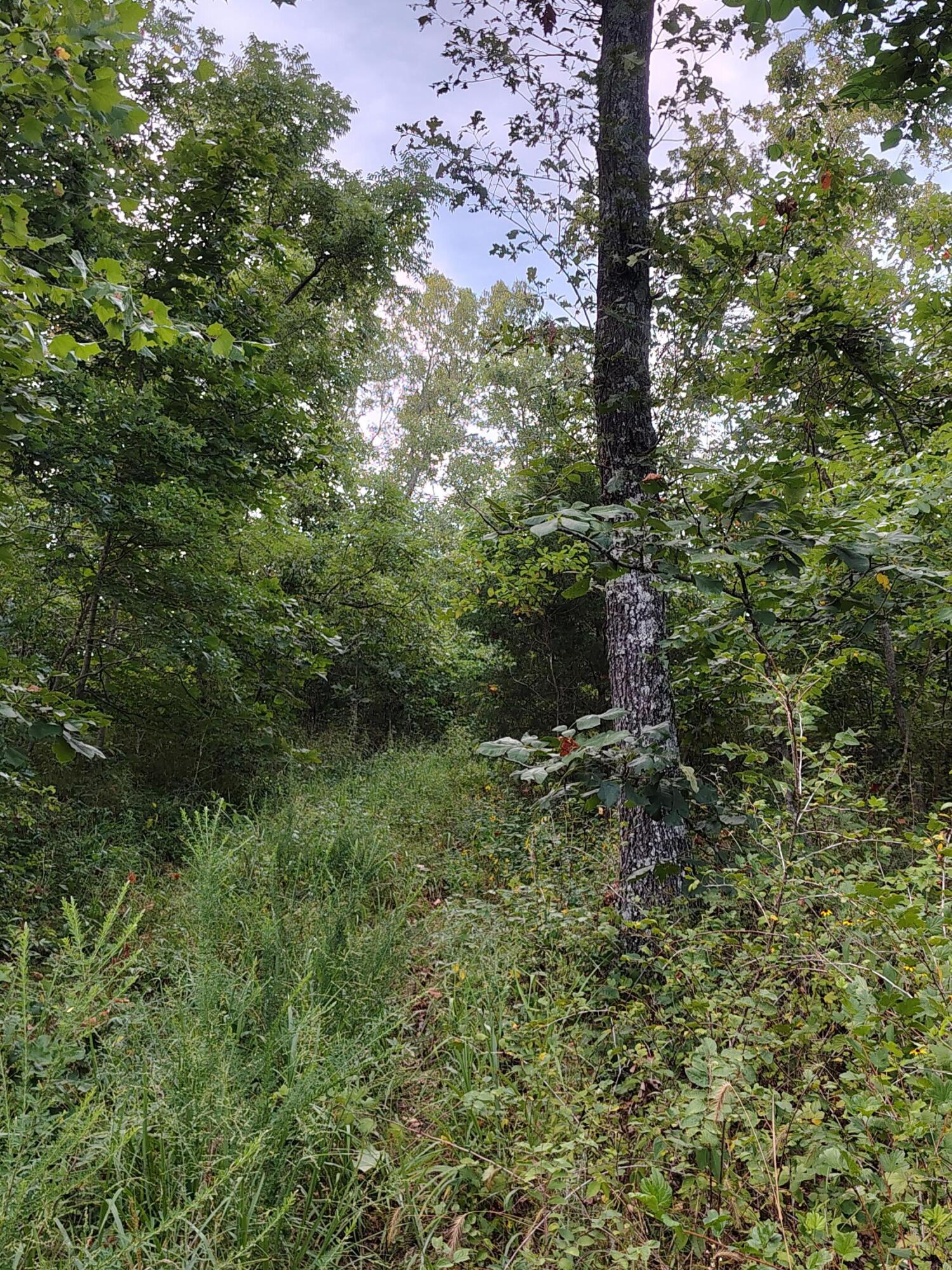 Photo 6 - Land for sale – 000  County Road 150   Preston, MO