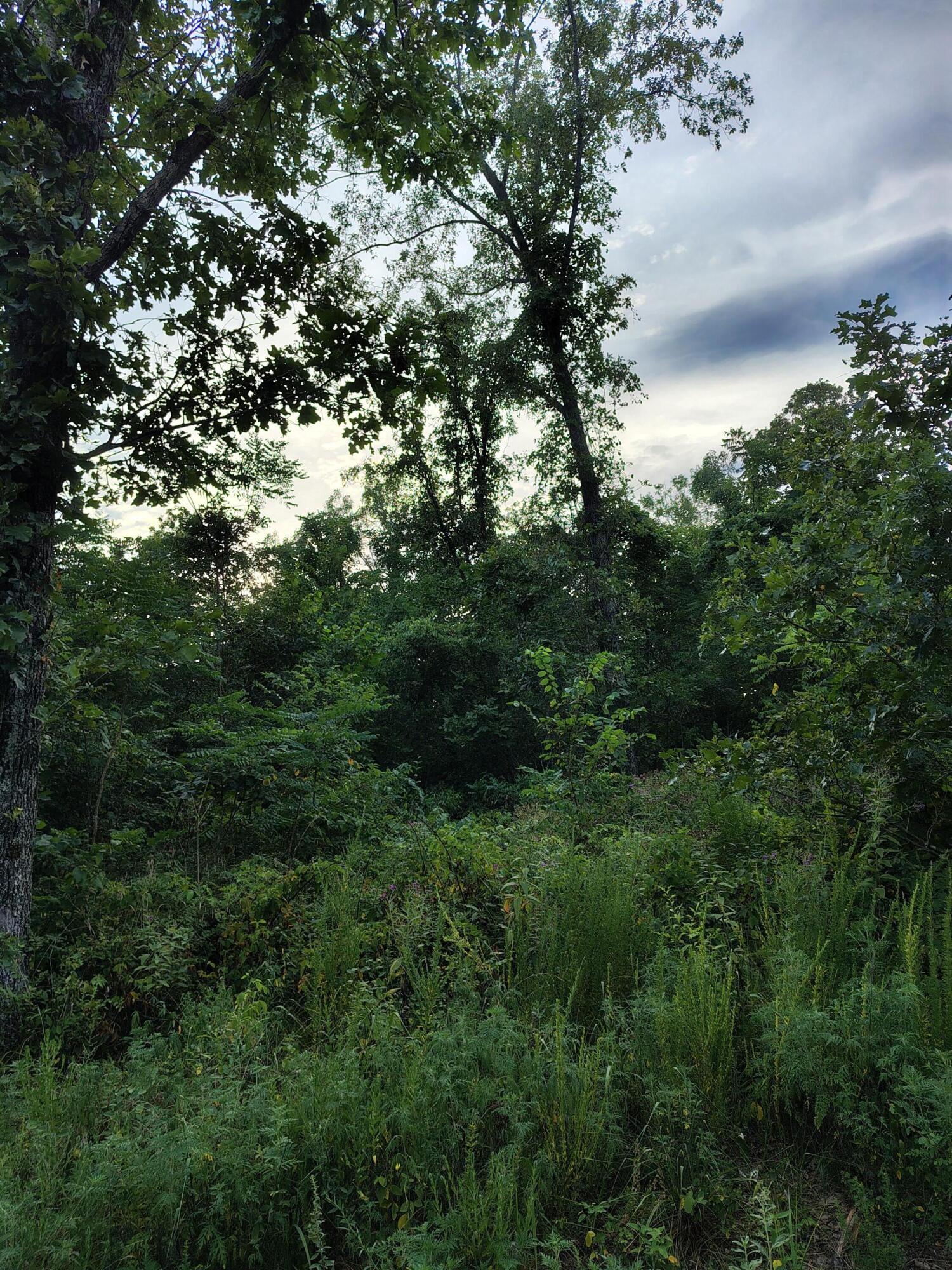 Photo 4 - Land for sale – 000  County Road 150   Preston, MO