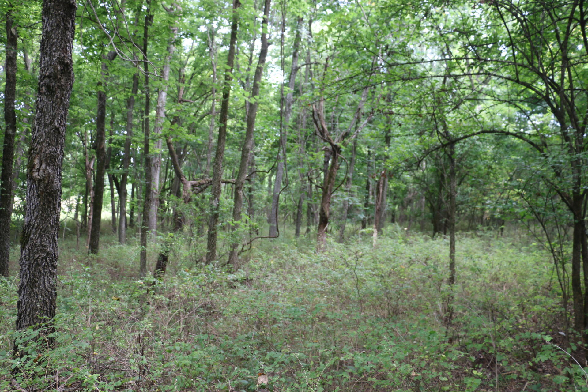 Photo 29 - Land for sale – Tract 2 N Farm Road 53   Walnut Grove, MO