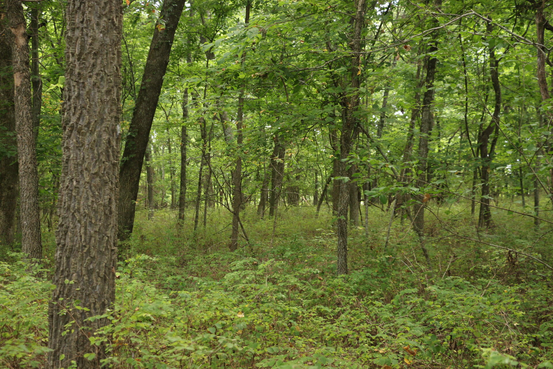 Photo 28 - Land for sale – Tract 2 N Farm Road 53   Walnut Grove, MO