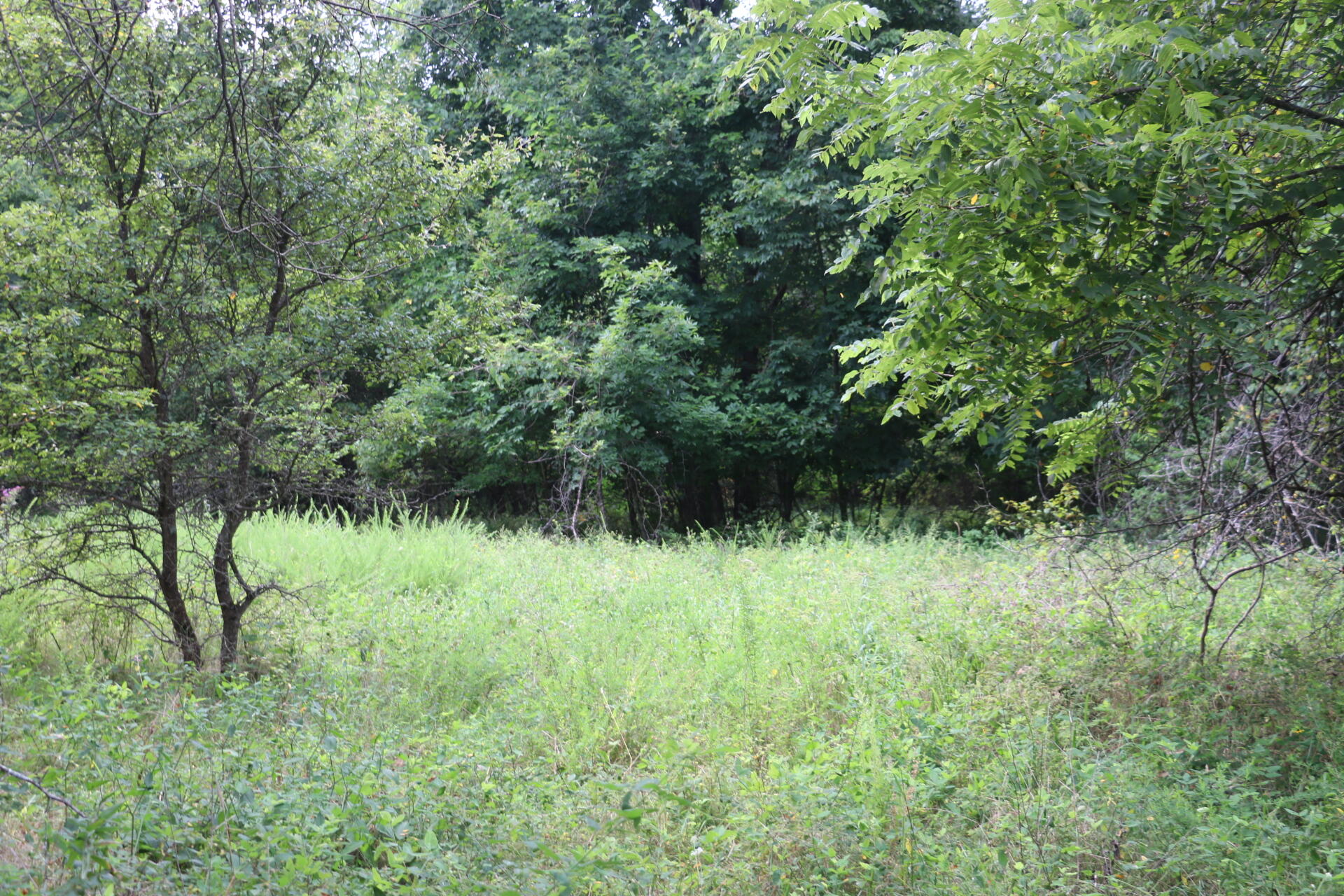 Photo 18 - Land for sale – Tract 3 N Farm Road 53   Walnut Grove, MO