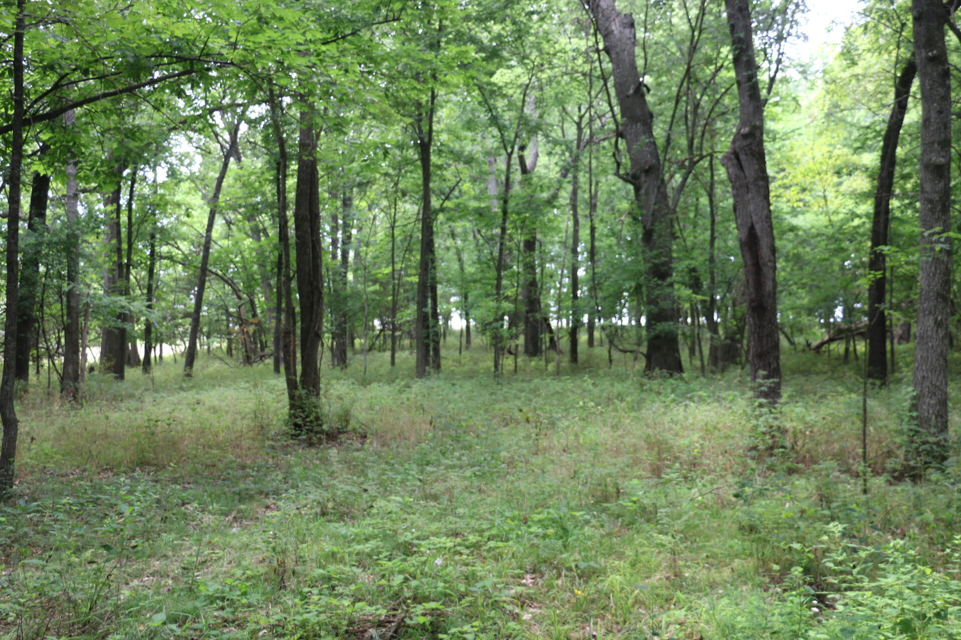 Photo 21 - Land for sale – Tract 3 N Farm Road 53   Walnut Grove, MO
