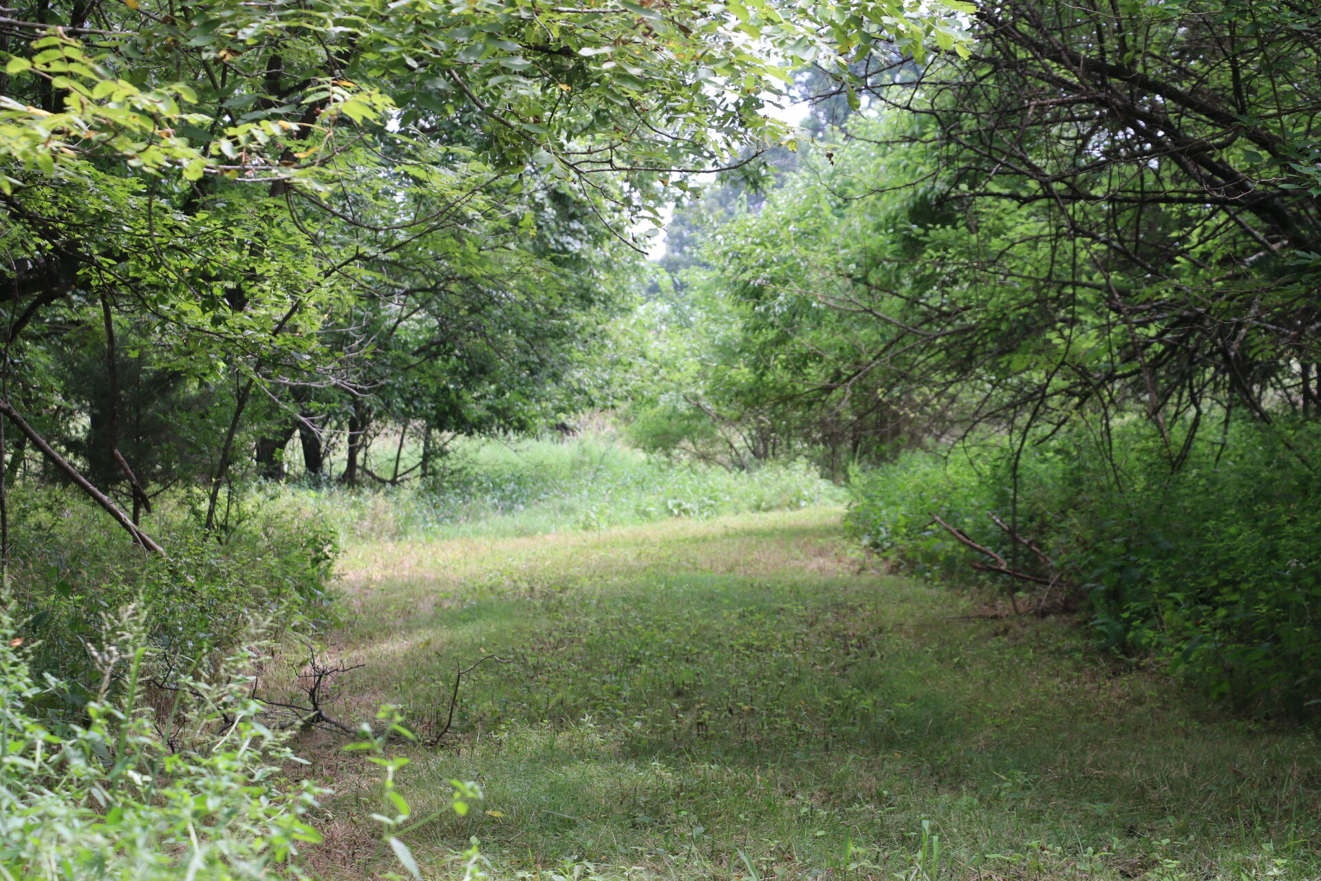 Photo 16 - Land for sale – Tract 3 N Farm Road 53   Walnut Grove, MO
