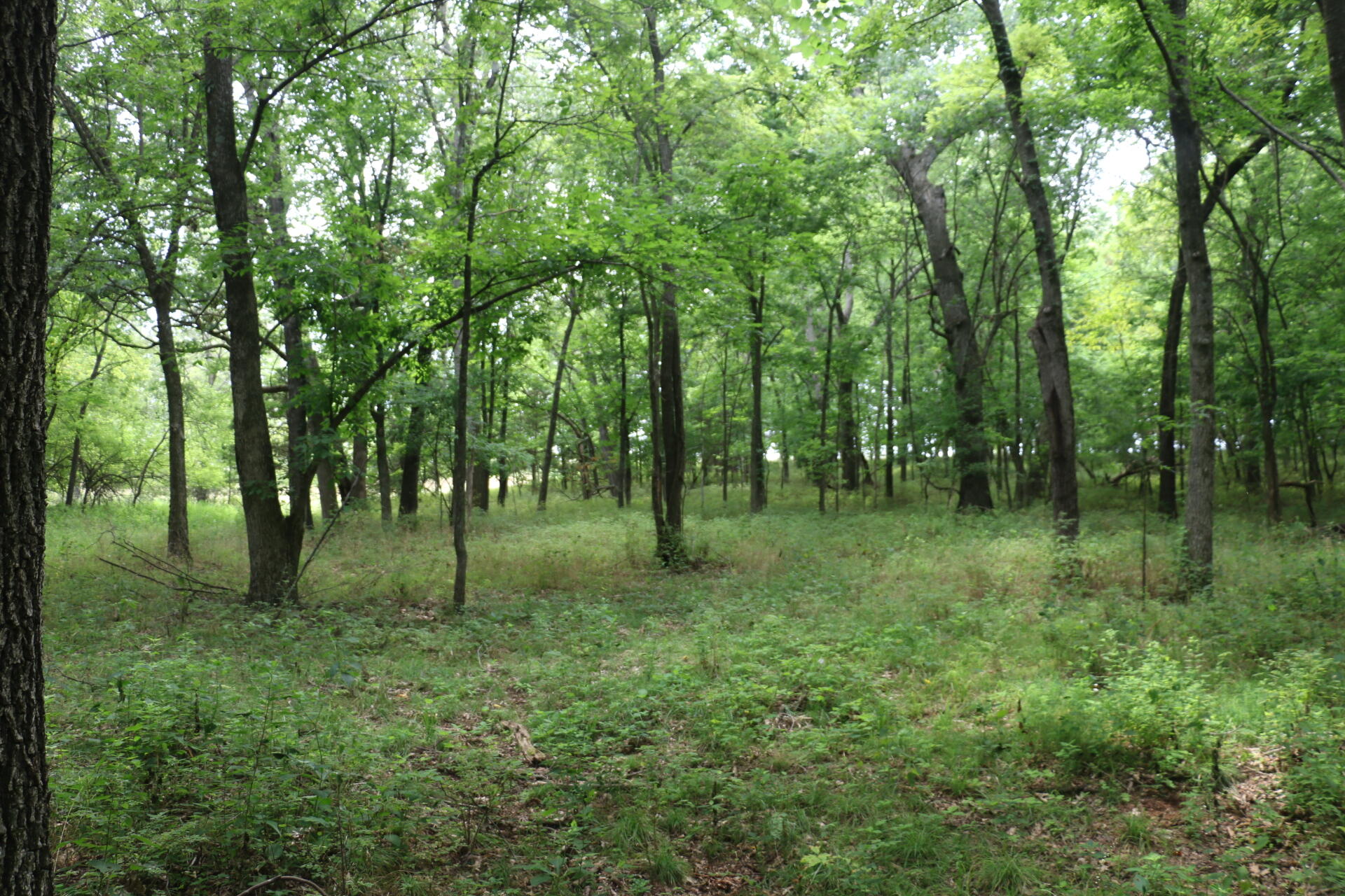Photo 20 - Land for sale – Tract 3 N Farm Road 53   Walnut Grove, MO