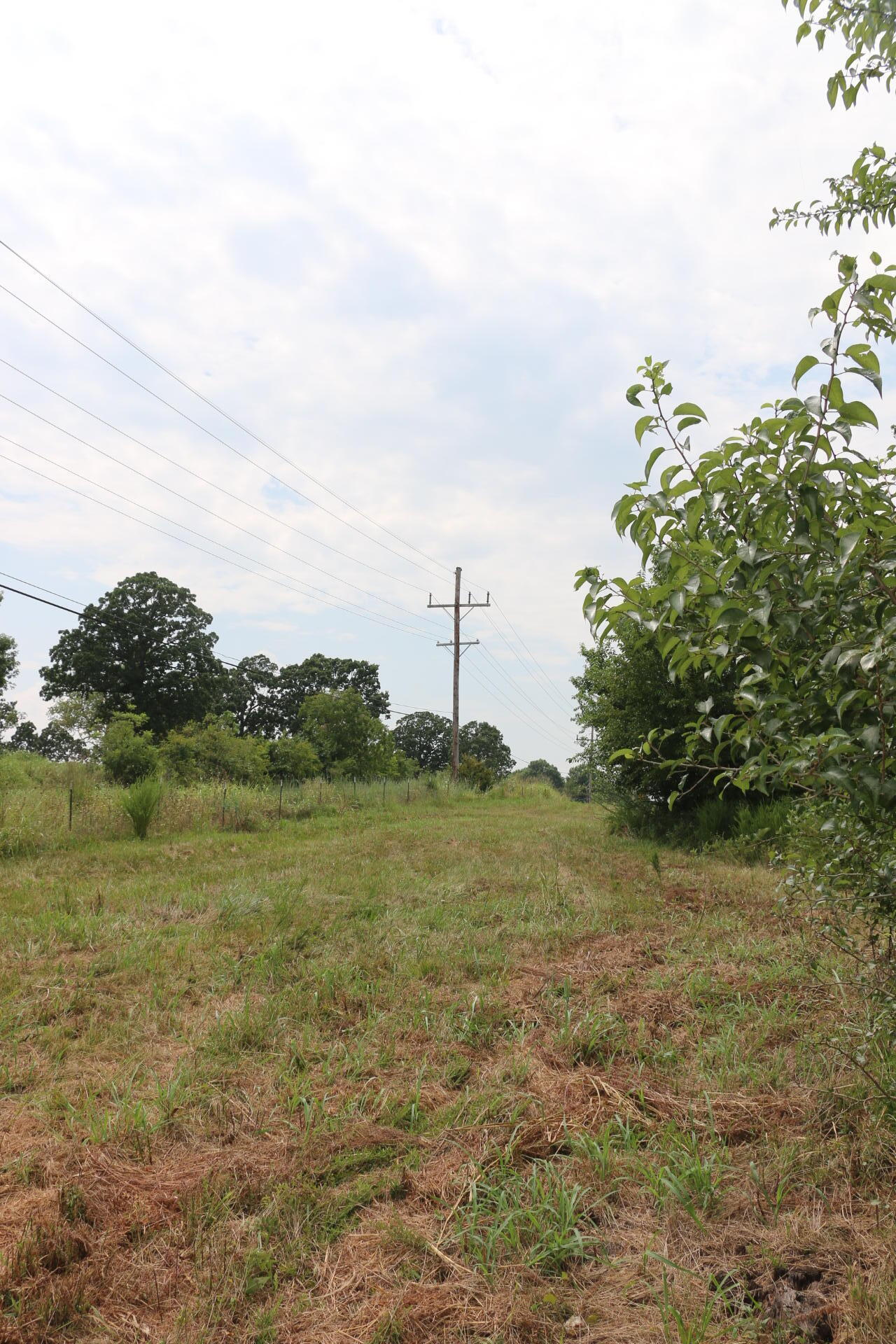 Photo 17 - Land for sale – Tract 3 N Farm Road 53   Walnut Grove, MO