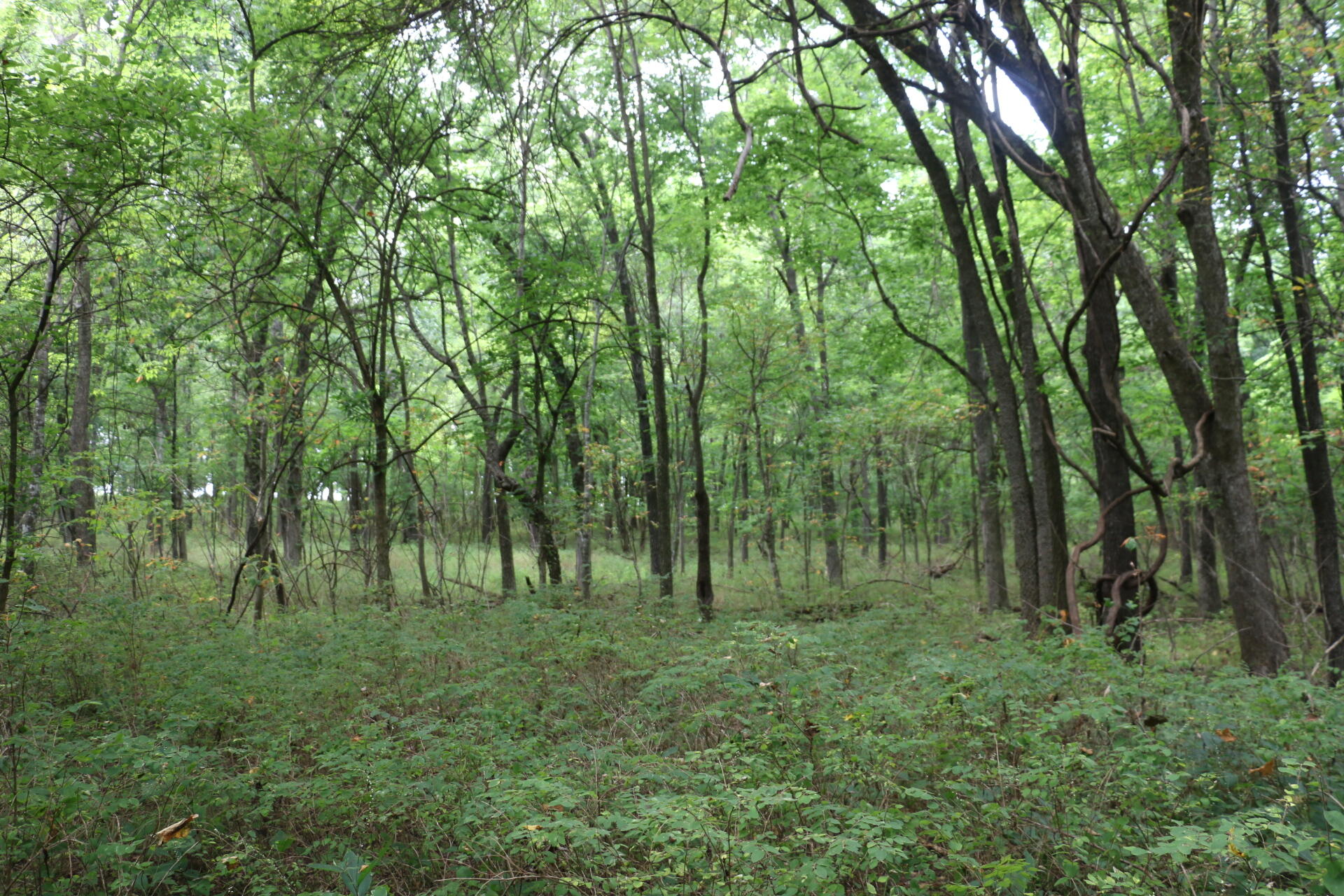 Photo 19 - Land for sale – Tract 3 N Farm Road 53   Walnut Grove, MO