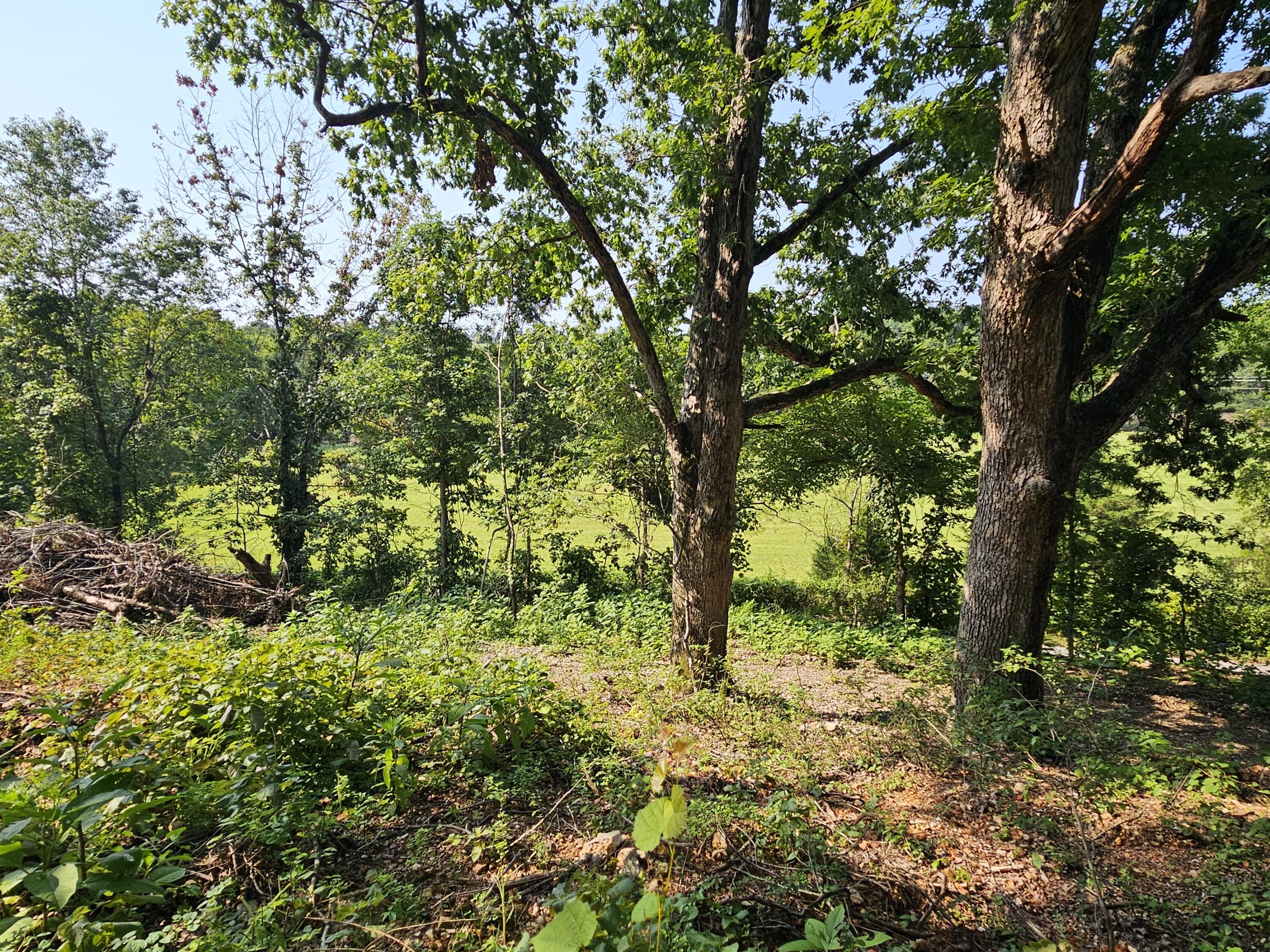 Photo 8 - Land for sale – 000  Mclean Road  Ozark, MO