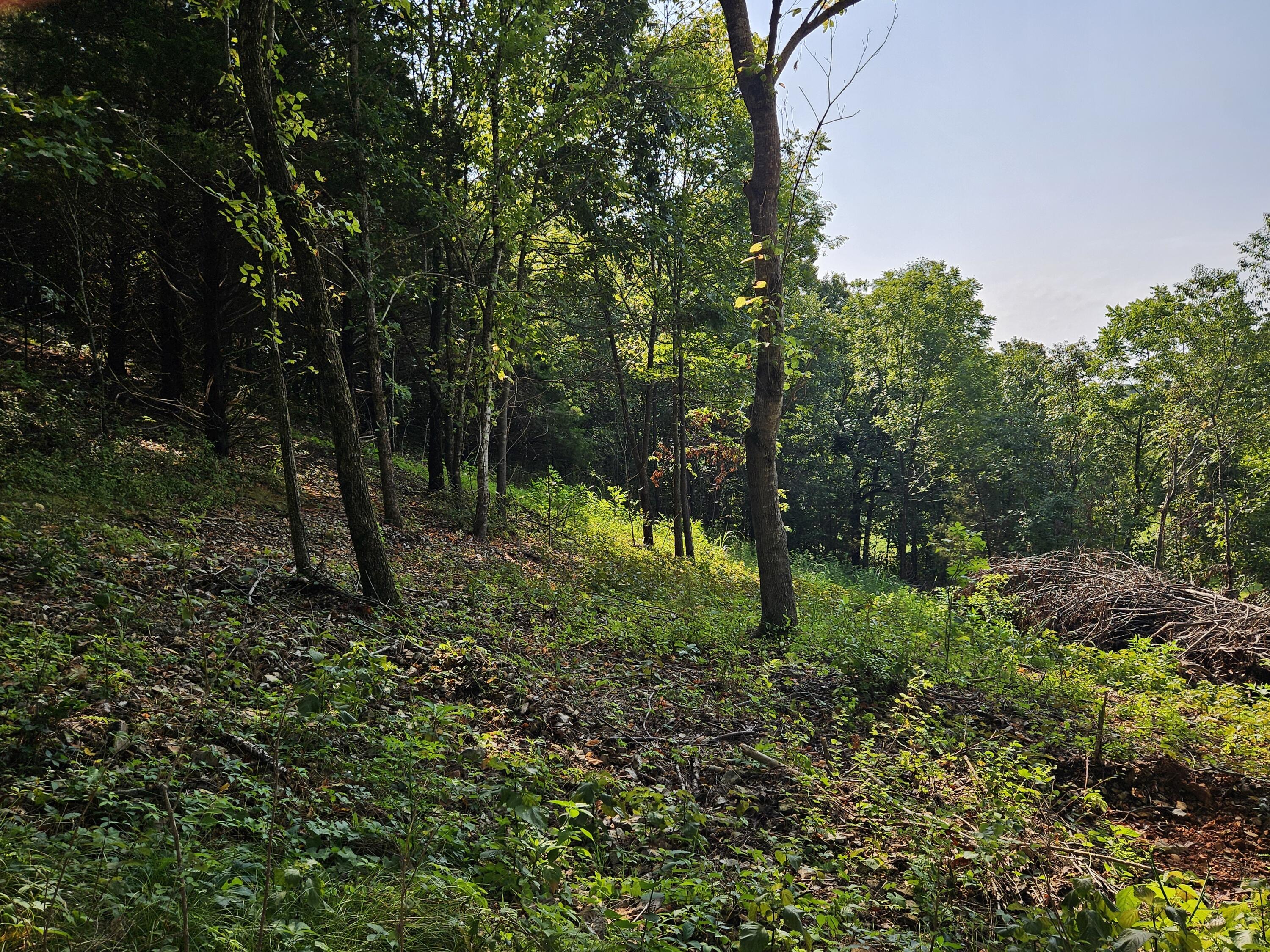 Photo 9 - Land for sale – 000  Mclean Road  Ozark, MO
