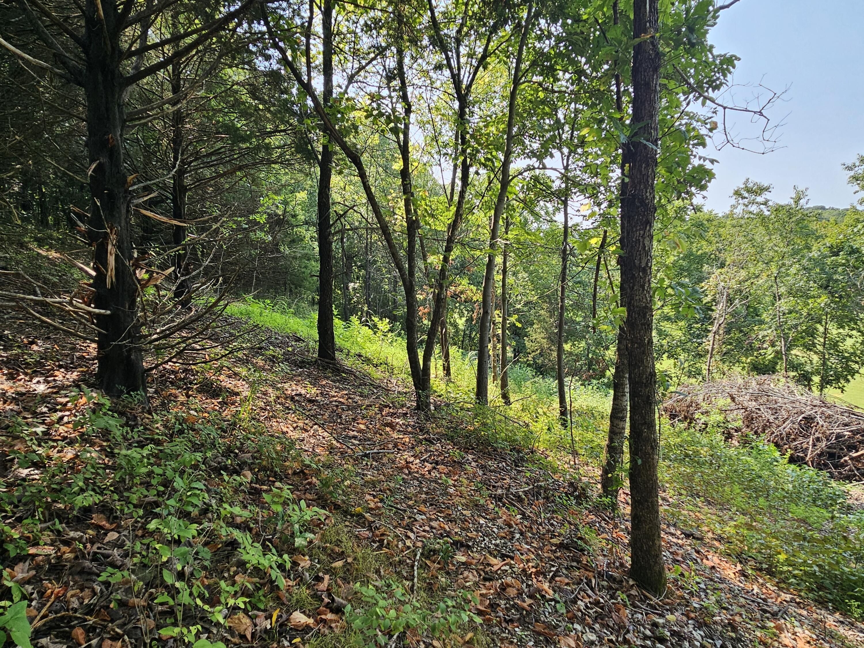 Photo 7 - Land for sale – 000  Mclean Road  Ozark, MO