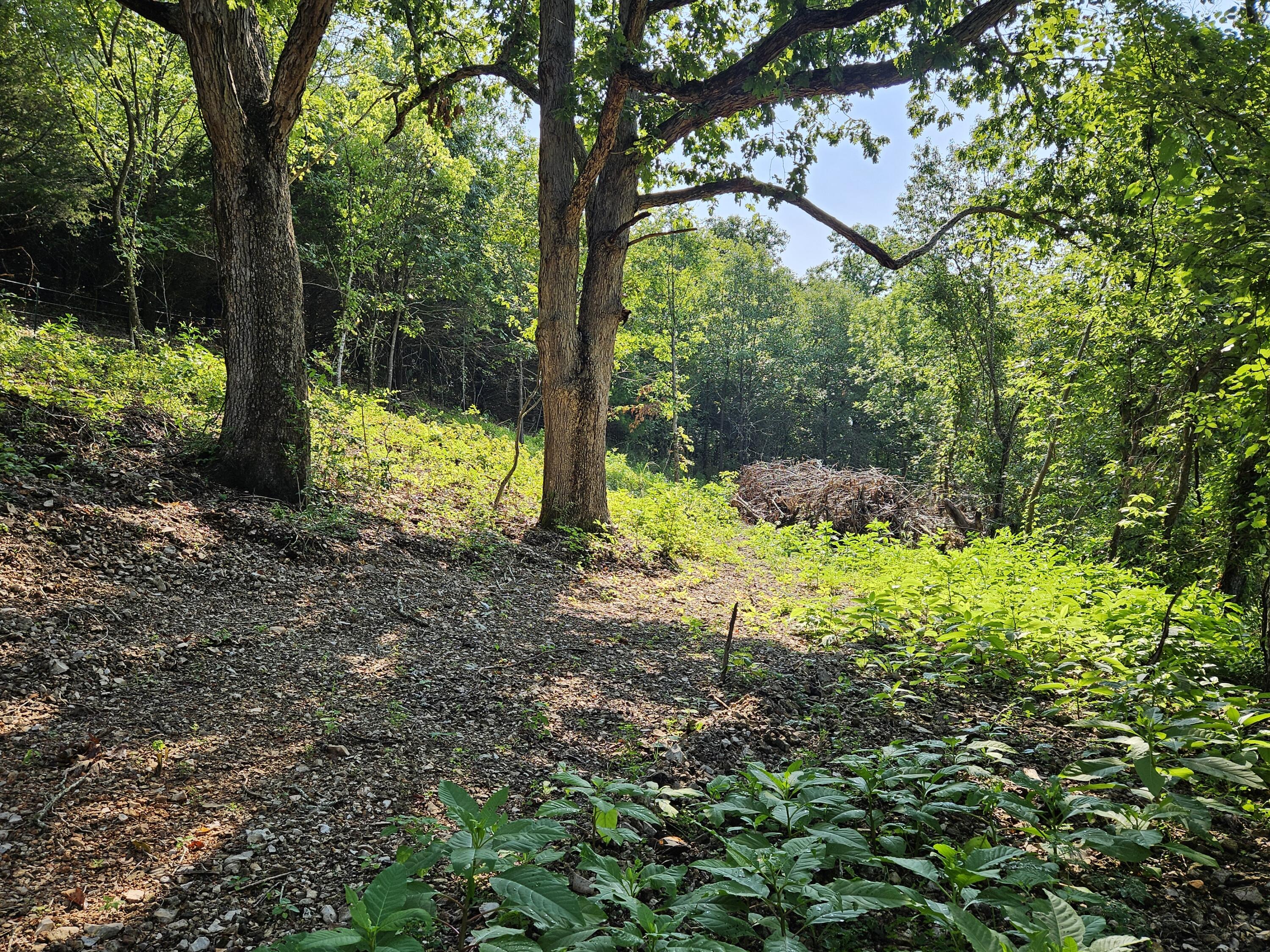 Photo 12 - Land for sale – 000  Mclean Road  Ozark, MO