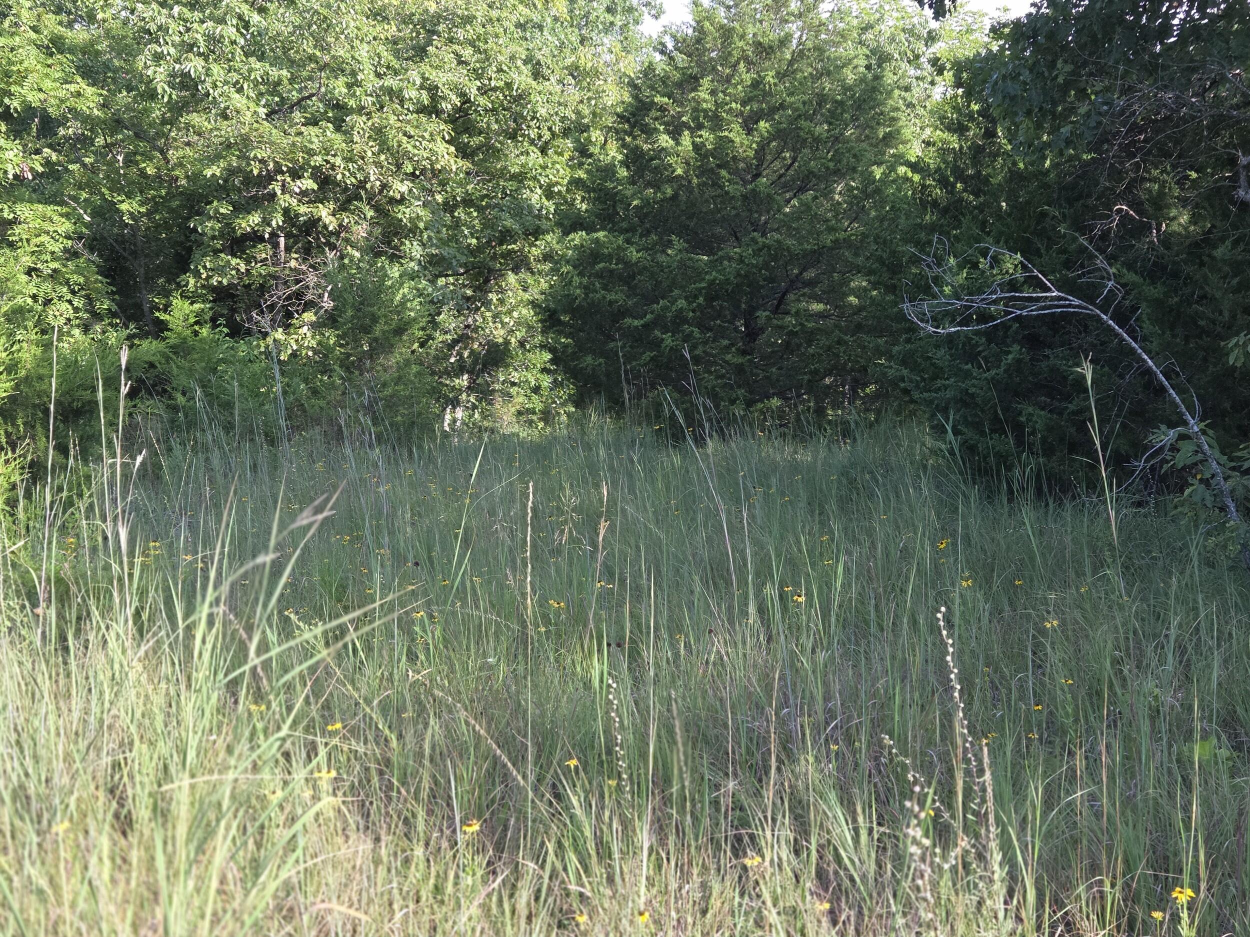 Photo 5 - Land for sale – 000  Sandy Road  Edwards, MO