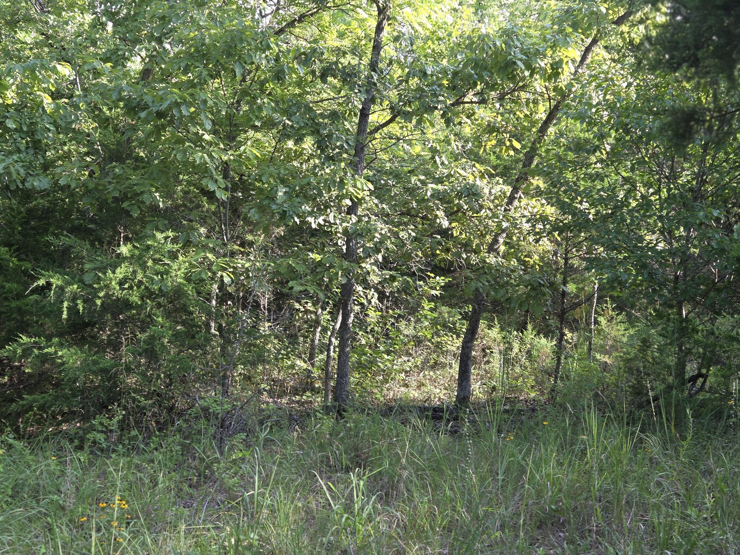 Photo 9 - Land for sale – 000  Sandy Road  Edwards, MO