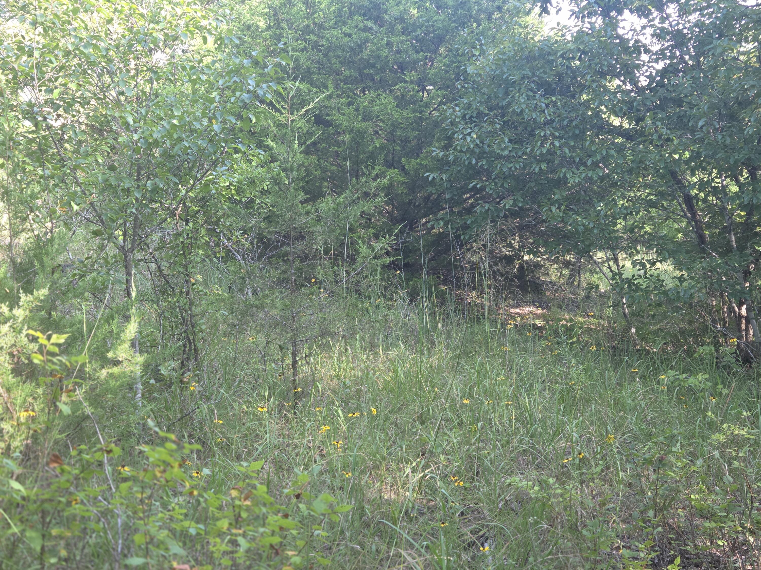 Photo 7 - Land for sale – 000  Sandy Road  Edwards, MO
