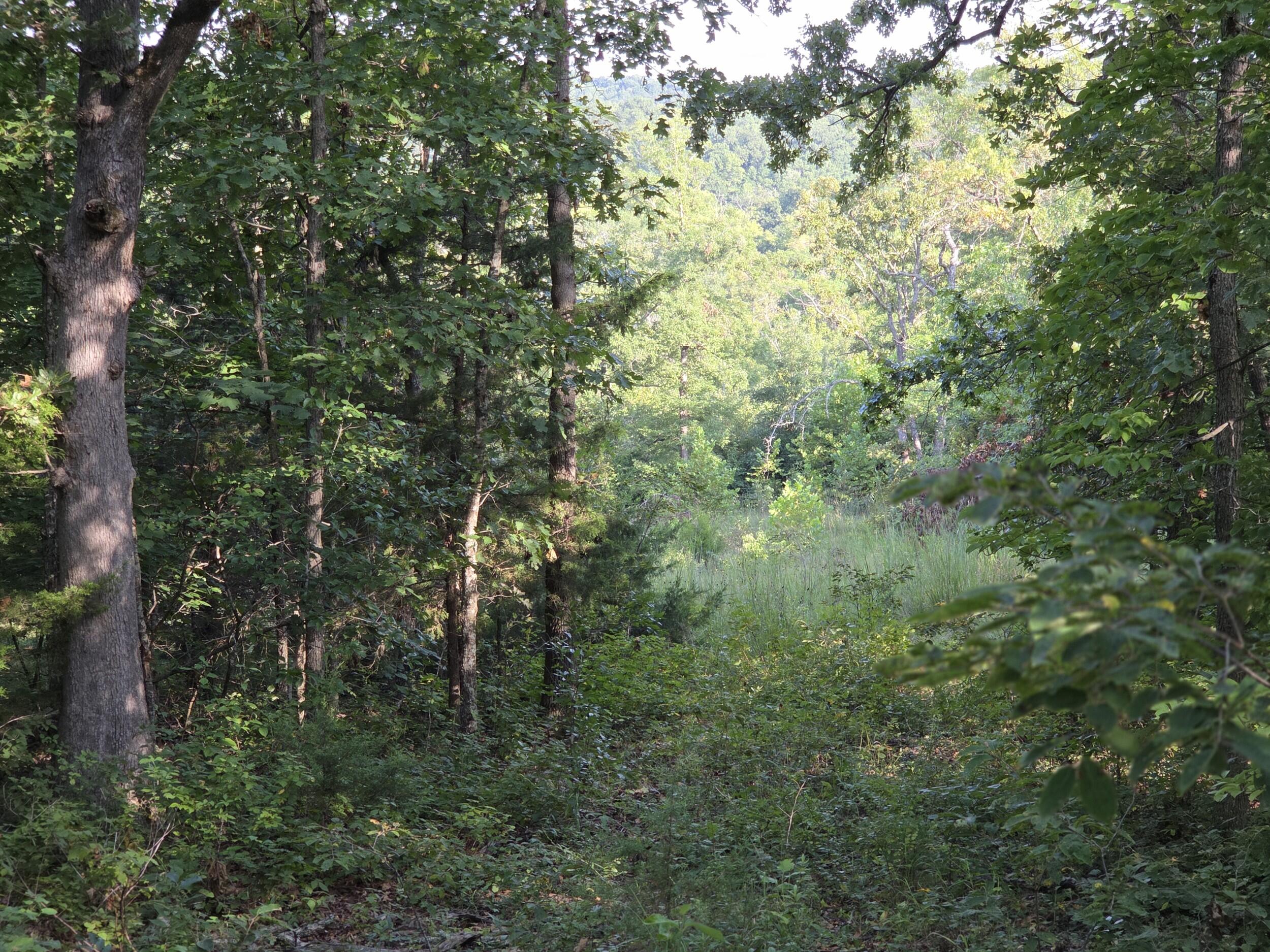 Photo 11 - Land for sale – 000  Sandy Road  Edwards, MO