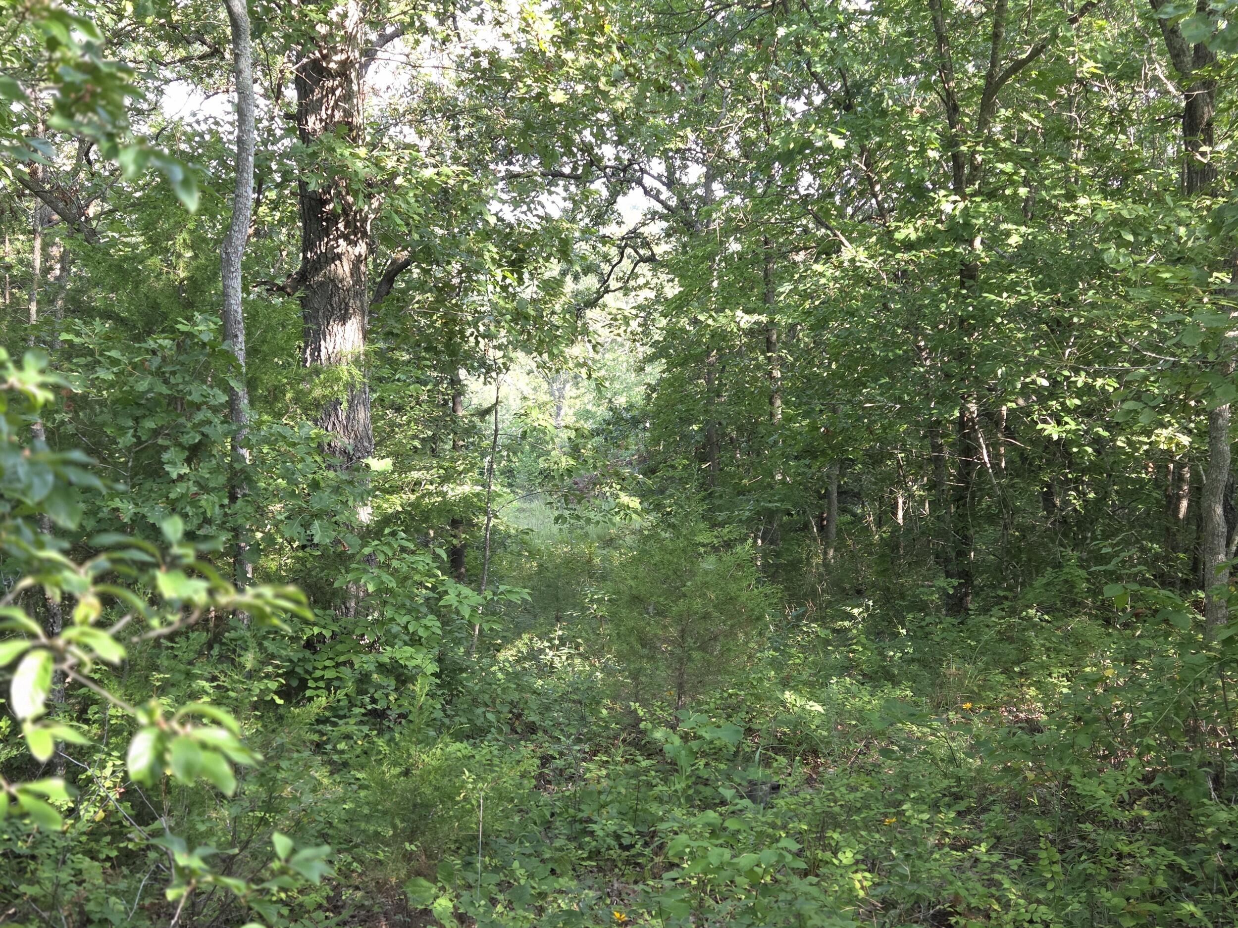 Photo 6 - Land for sale – 000  Sandy Road  Edwards, MO