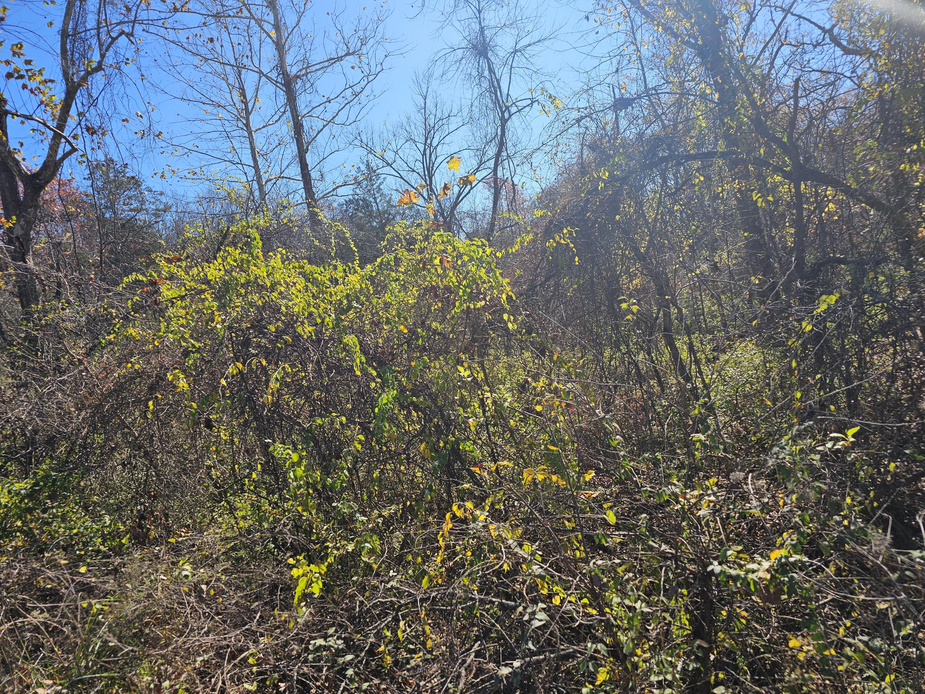 Land for sale – 000  Spruce Avenue  Merriam Woods, MO