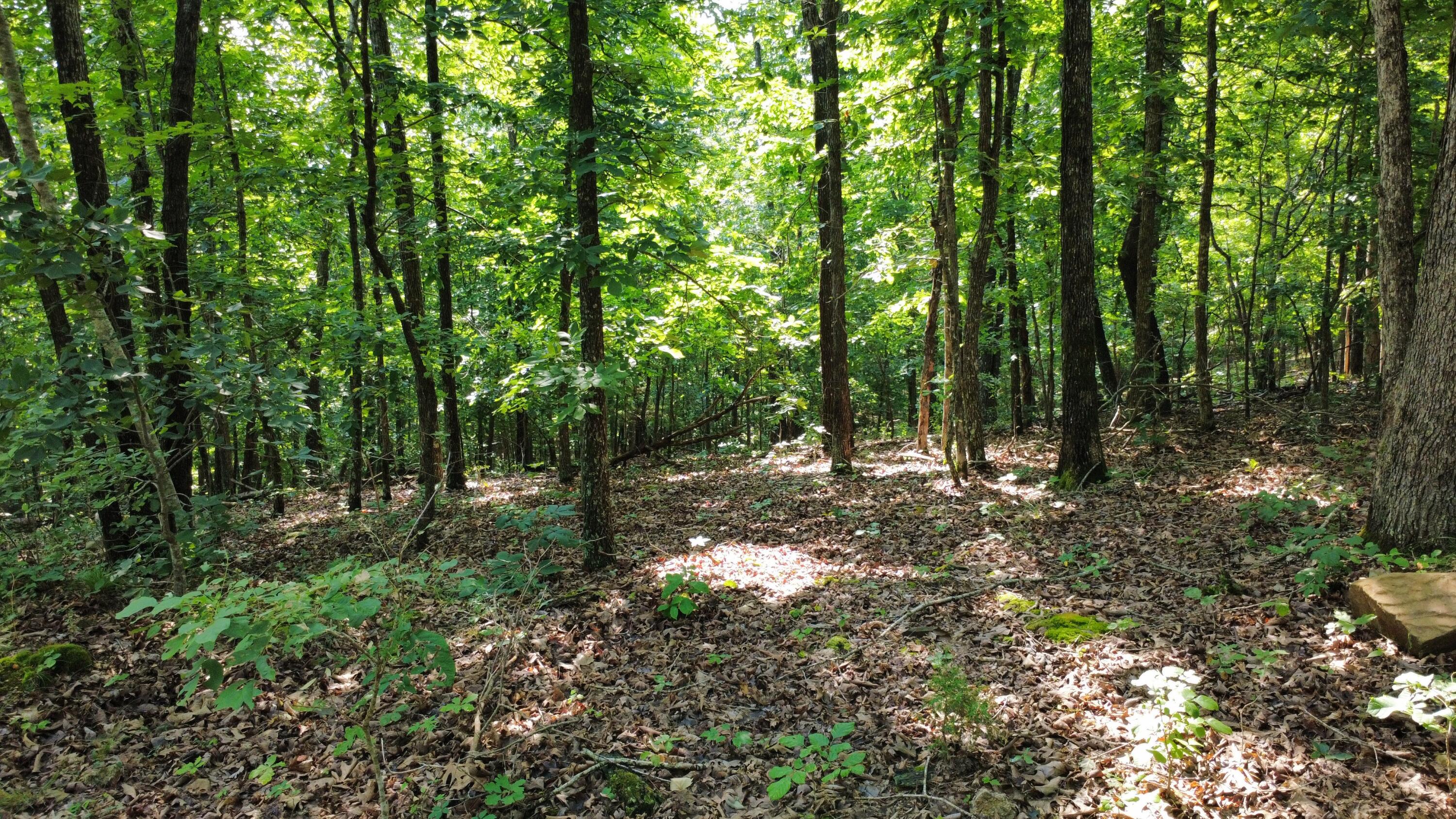Photo 13 - Land for sale – 632  Private Road 421-35   West Plains, MO