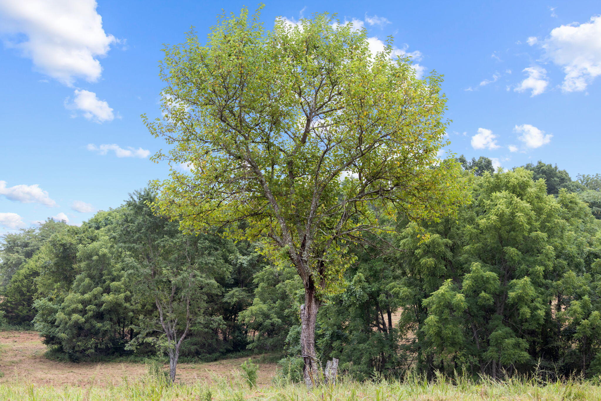 Photo 41 - Land for sale – Rt 3  Box 240-4   Ava, MO