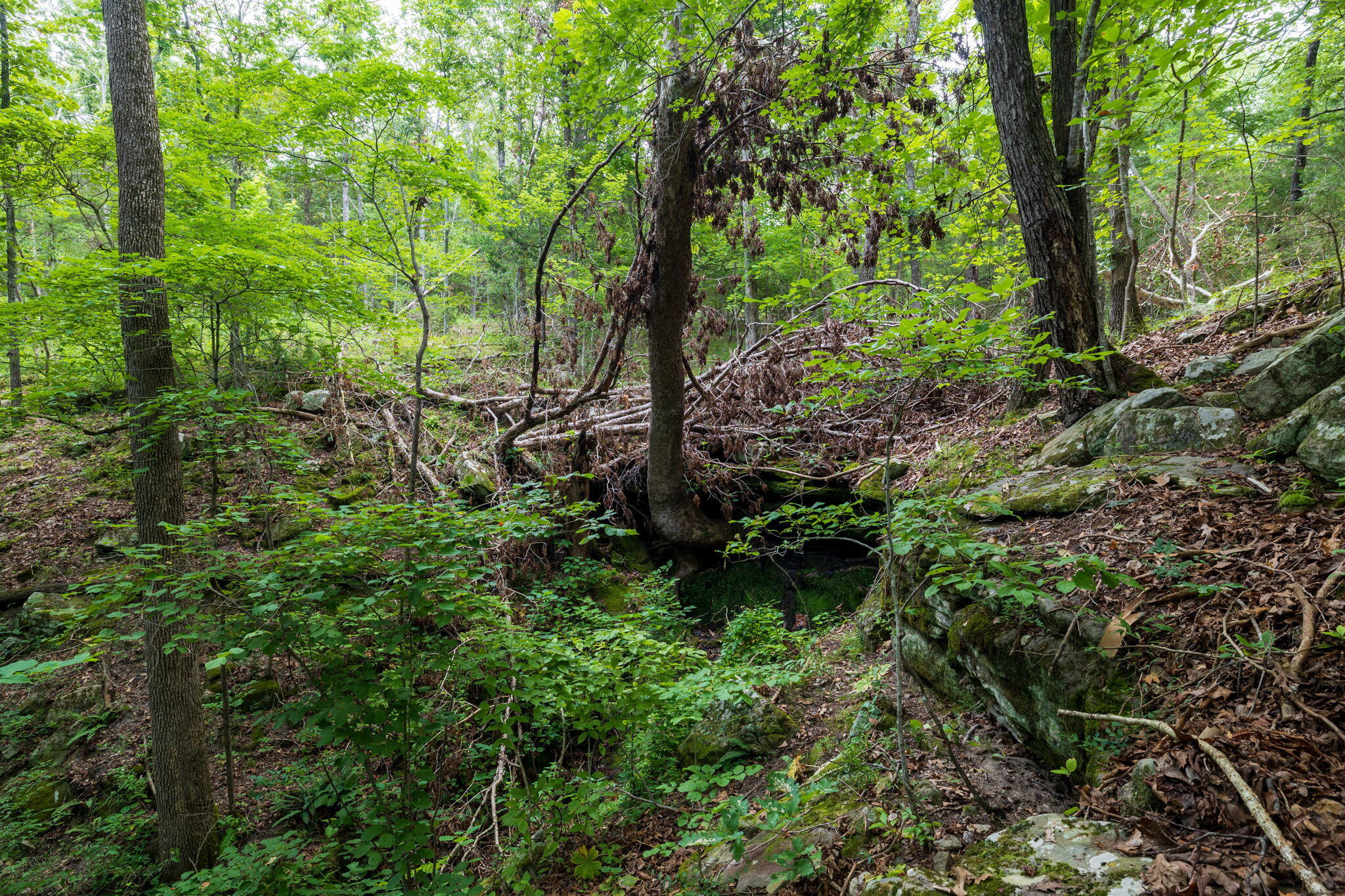 Photo 46 - Land for sale – Rt 3  Box 240-4   Ava, MO