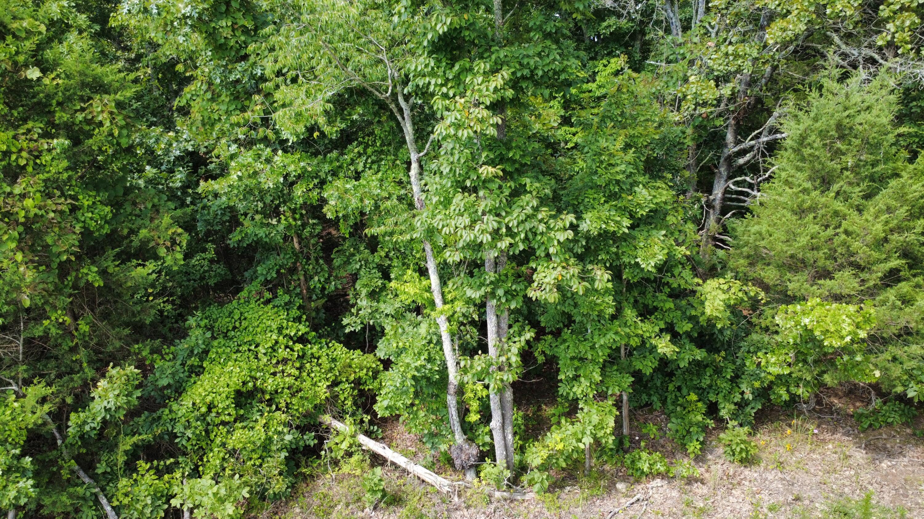 Photo 3 - Land for sale – 000  Private Road 421-35   West Plains, MO