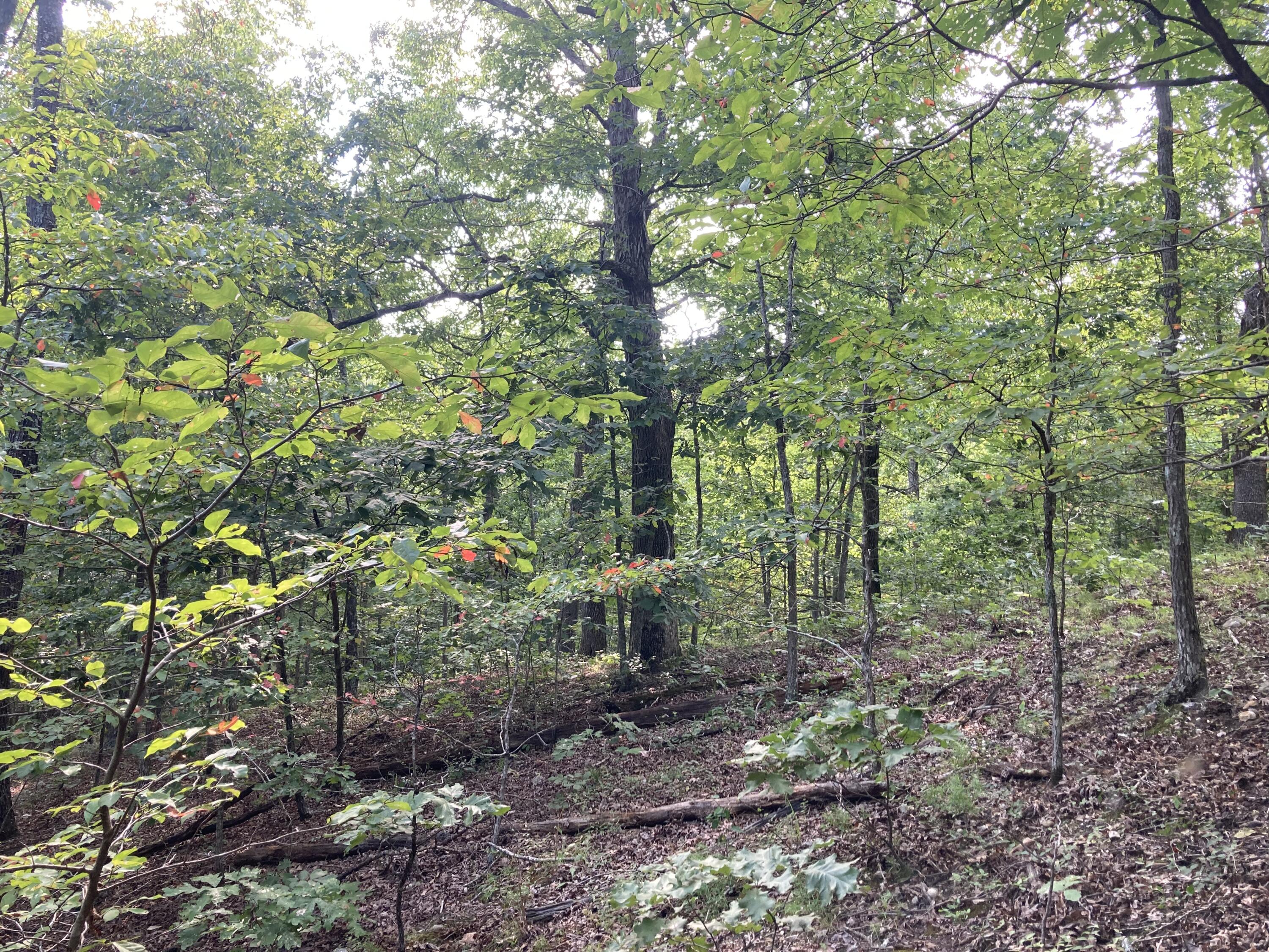 Photo 14 - Land for sale – 17530  Highway Y   Elk Creek, MO