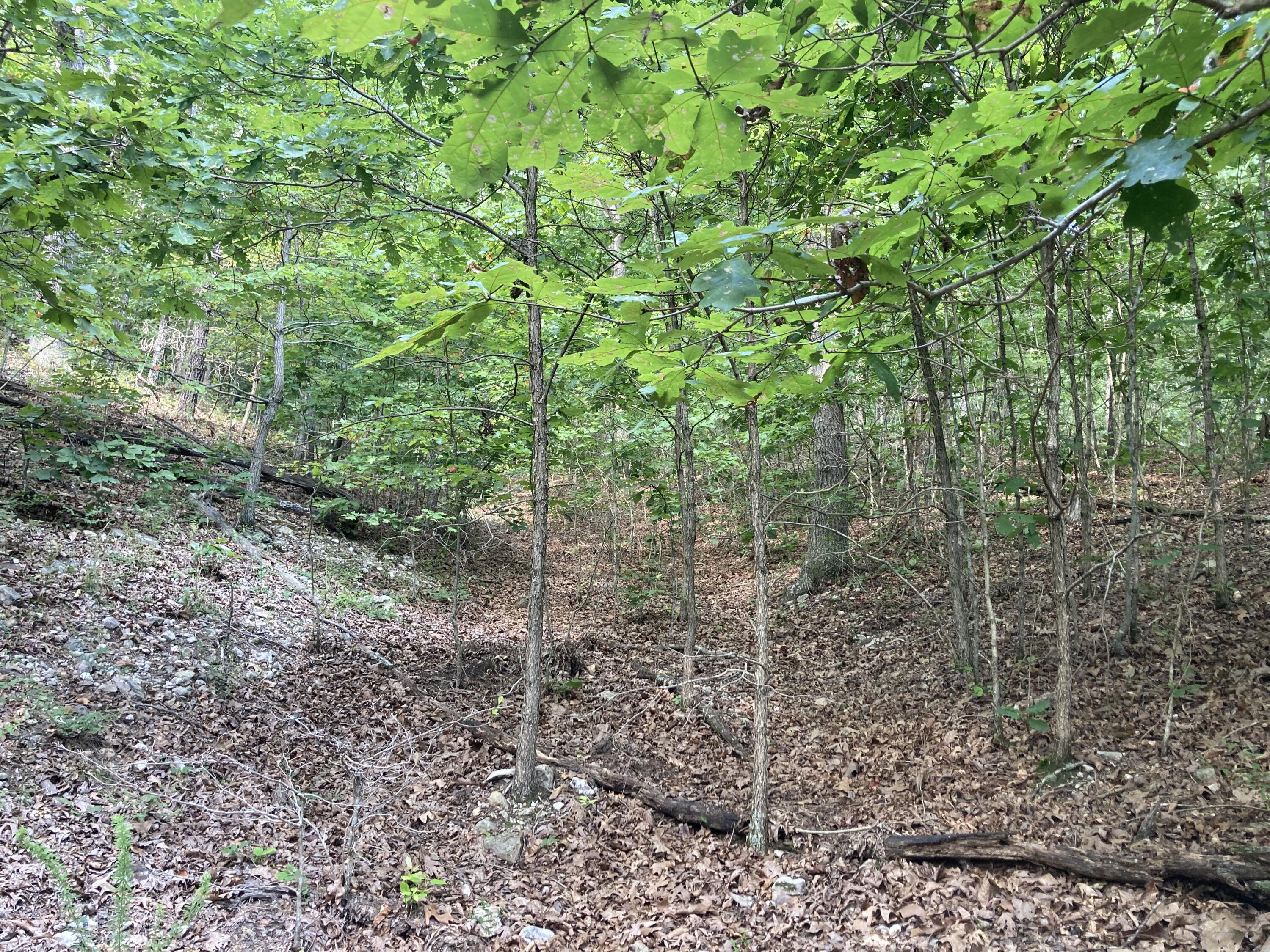 Photo 15 - Land for sale – 17530  Highway Y   Elk Creek, MO