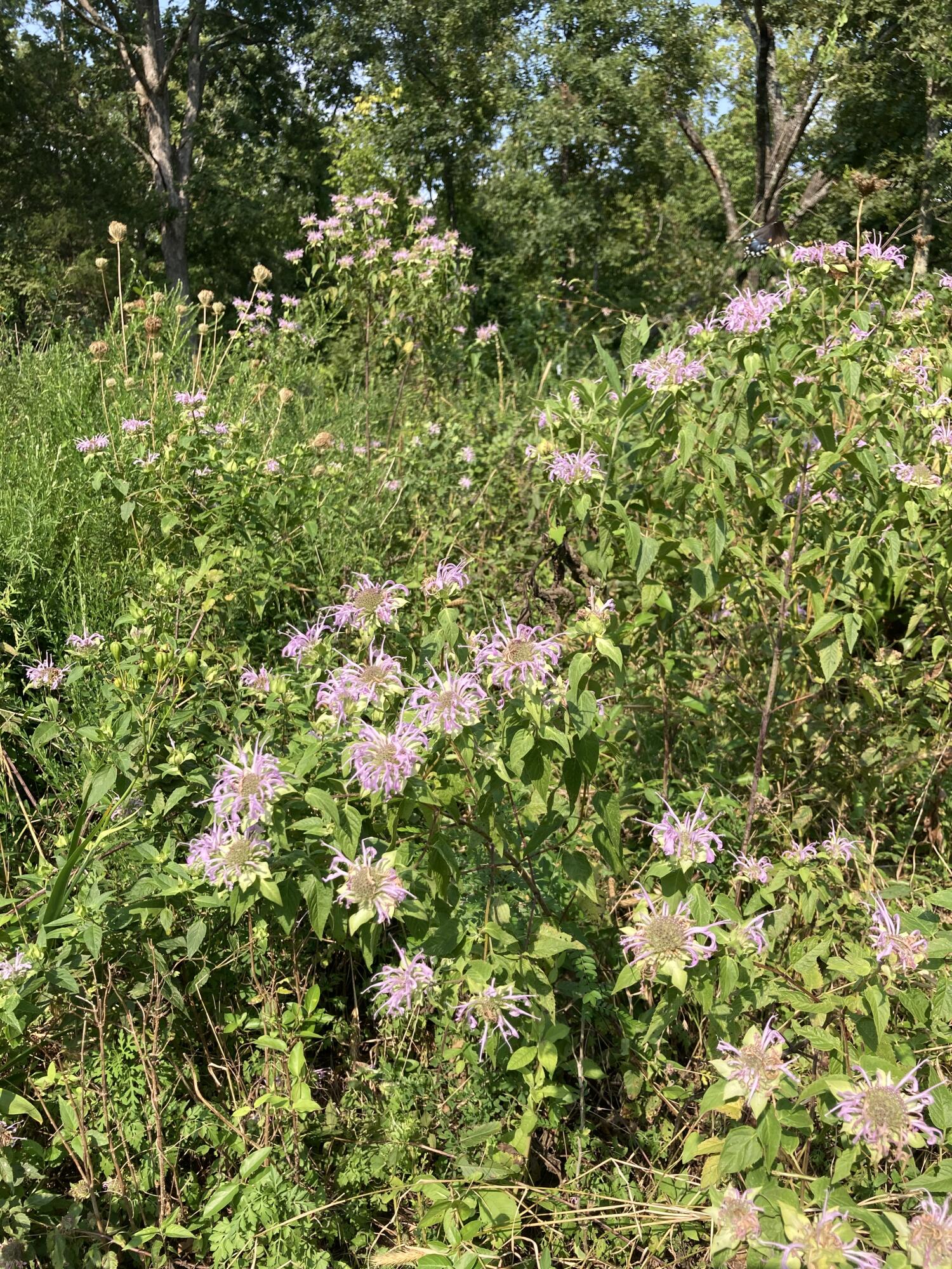Photo 9 - Land for sale – 17530  Highway Y   Elk Creek, MO