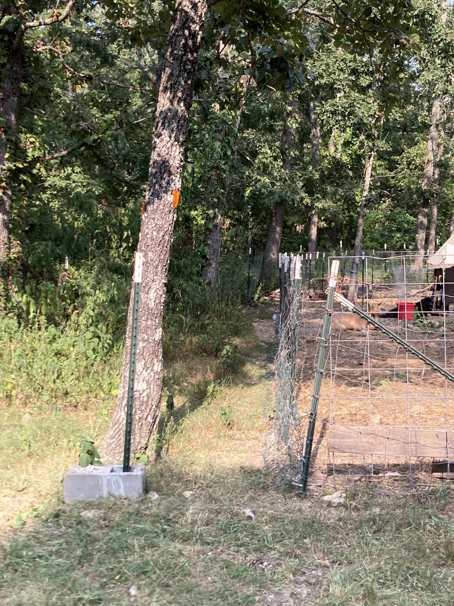 Photo 23 - Land for sale – 17530  Highway Y   Elk Creek, MO