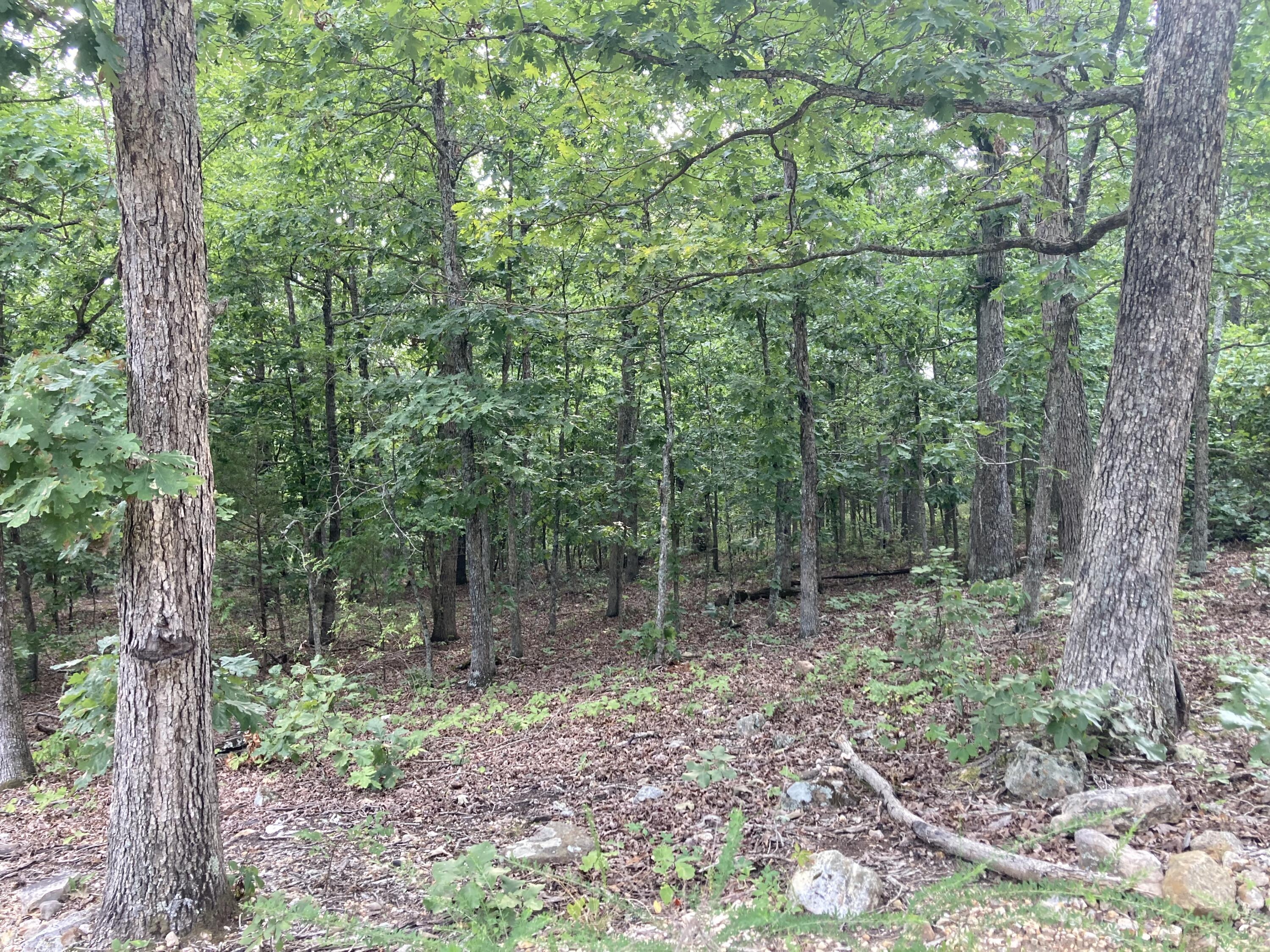 Photo 4 - Land for sale – 17530  Highway Y   Elk Creek, MO