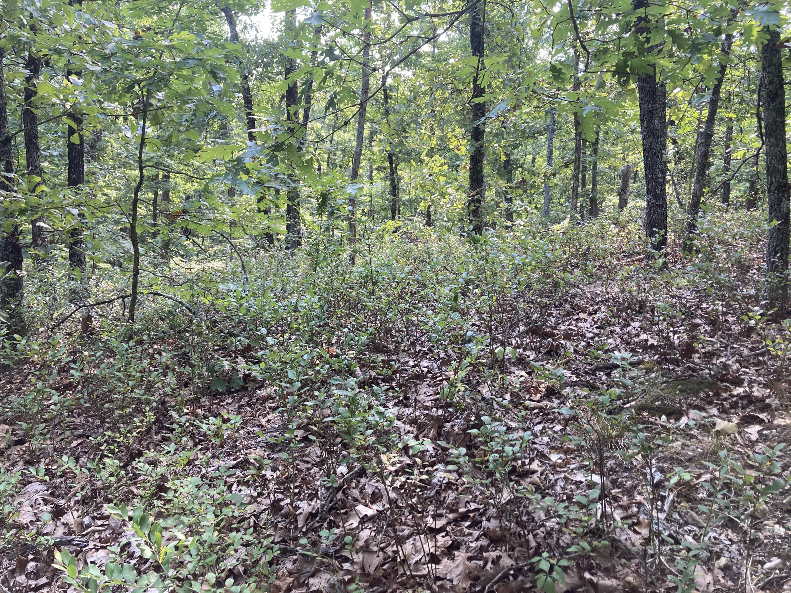 Photo 17 - Land for sale – 17530  Highway Y   Elk Creek, MO