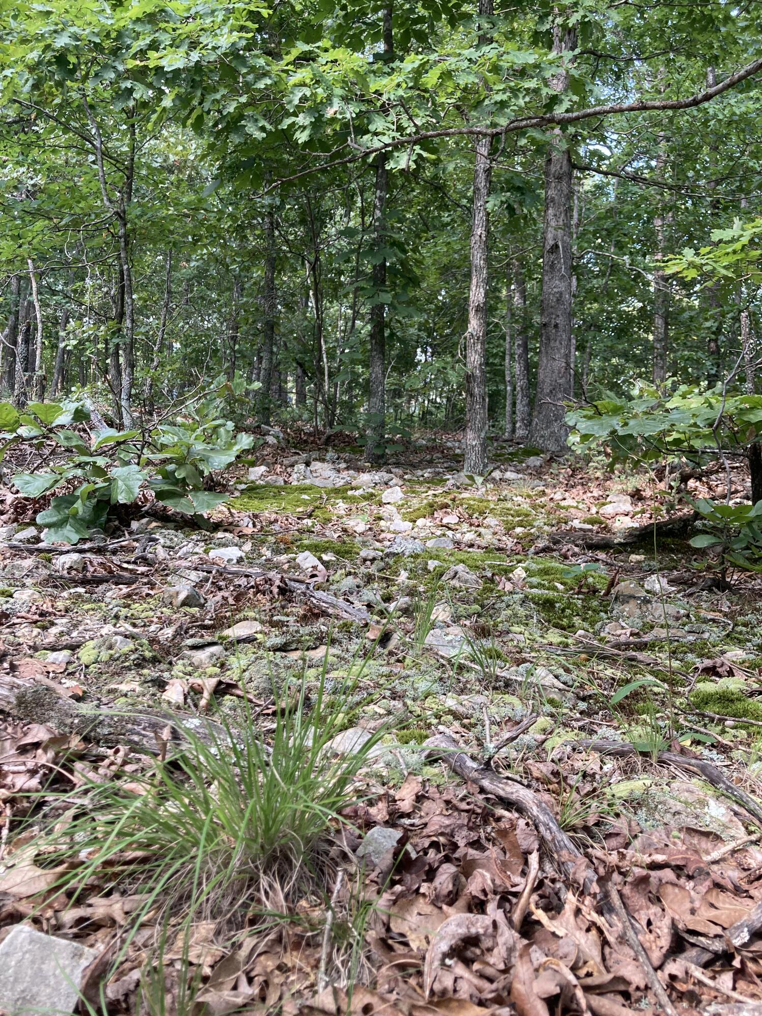 Photo 5 - Land for sale – 17530  Highway Y   Elk Creek, MO