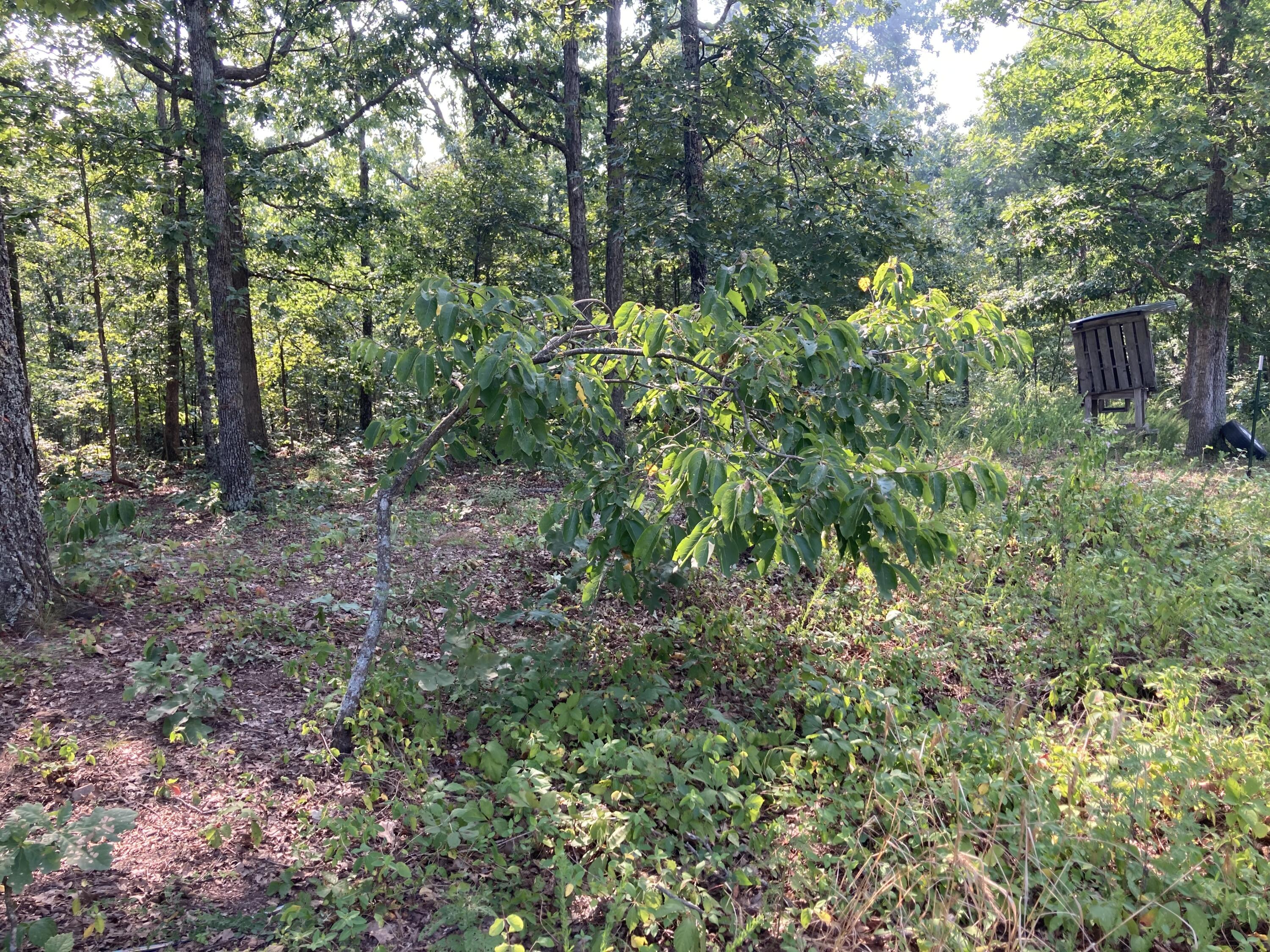 Photo 20 - Land for sale – 17530  Highway Y   Elk Creek, MO