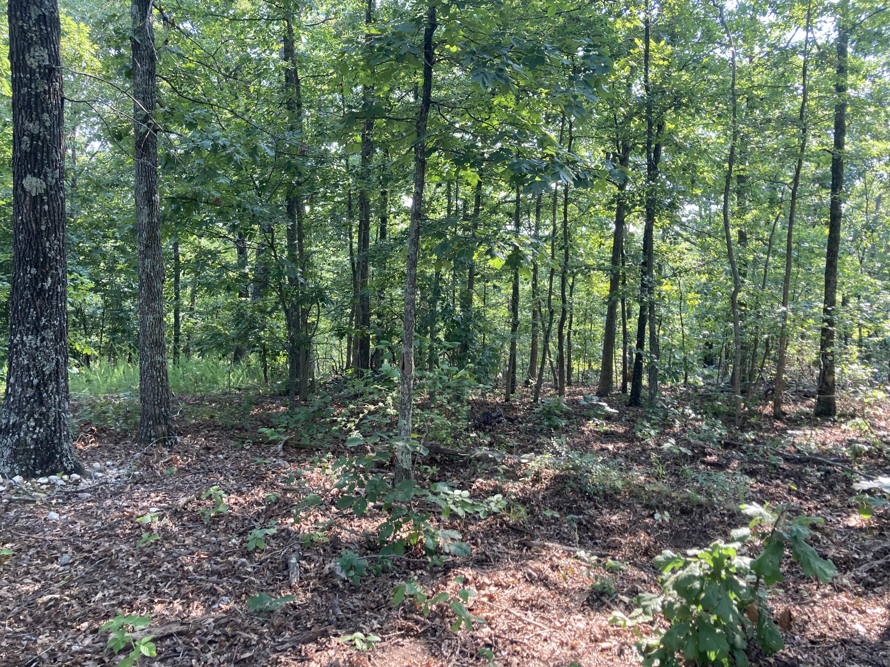 Photo 19 - Land for sale – 17530  Highway Y   Elk Creek, MO