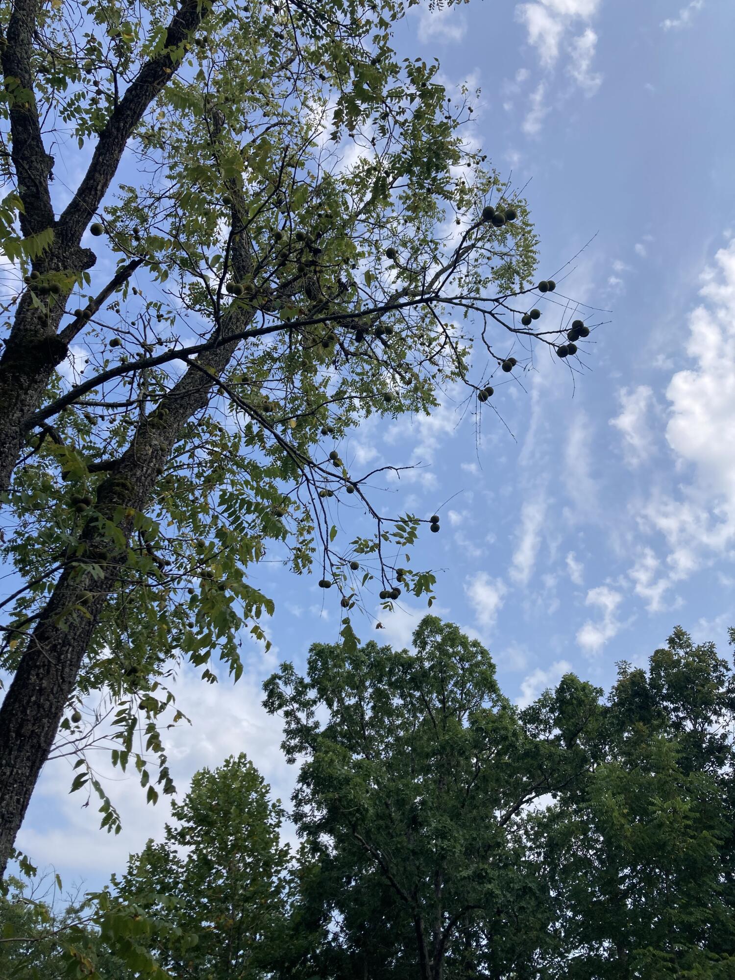 Photo 21 - Land for sale – 17530  Highway Y   Elk Creek, MO