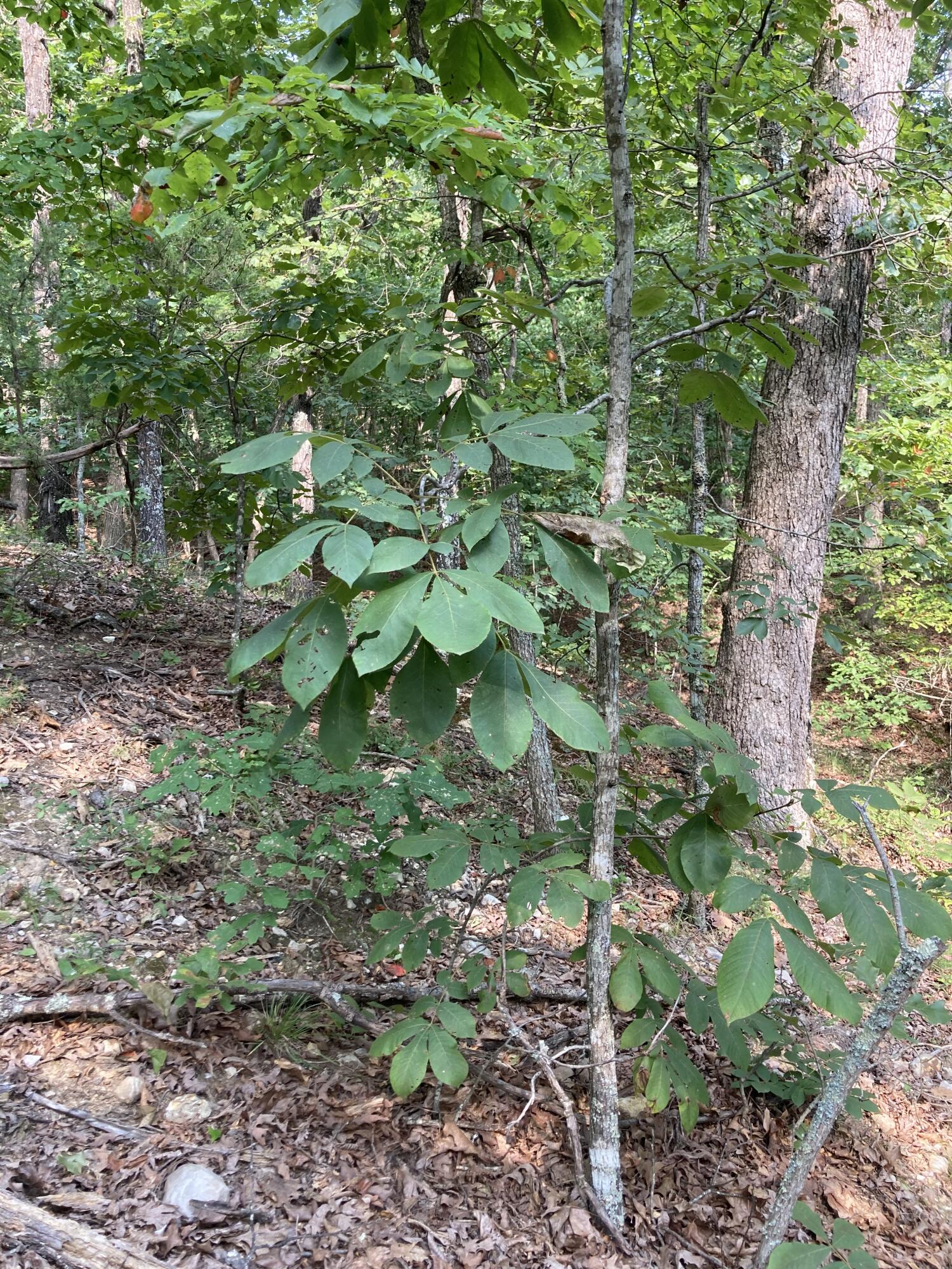 Photo 10 - Land for sale – 17530  Highway Y   Elk Creek, MO