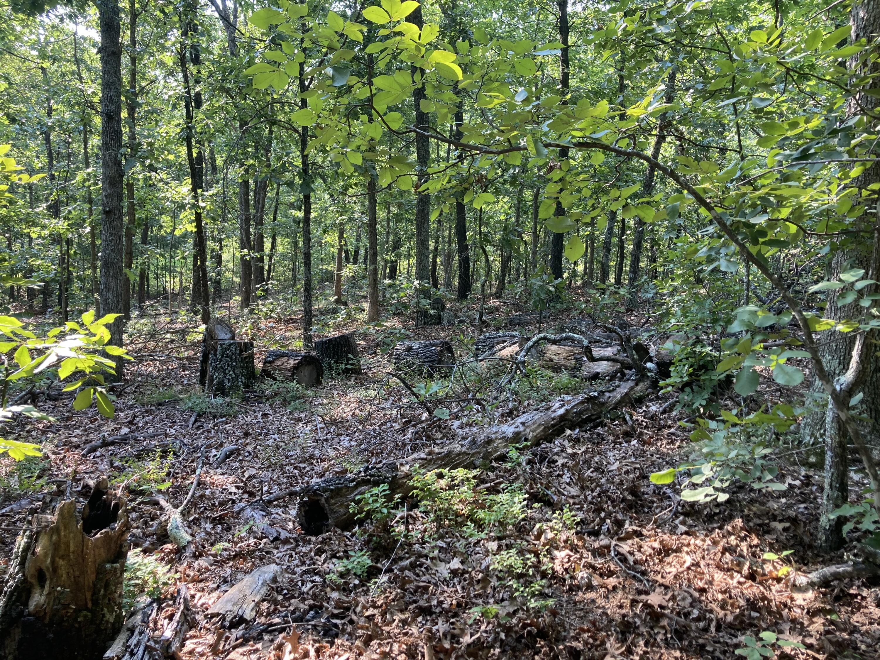 Photo 18 - Land for sale – 17530  Highway Y   Elk Creek, MO