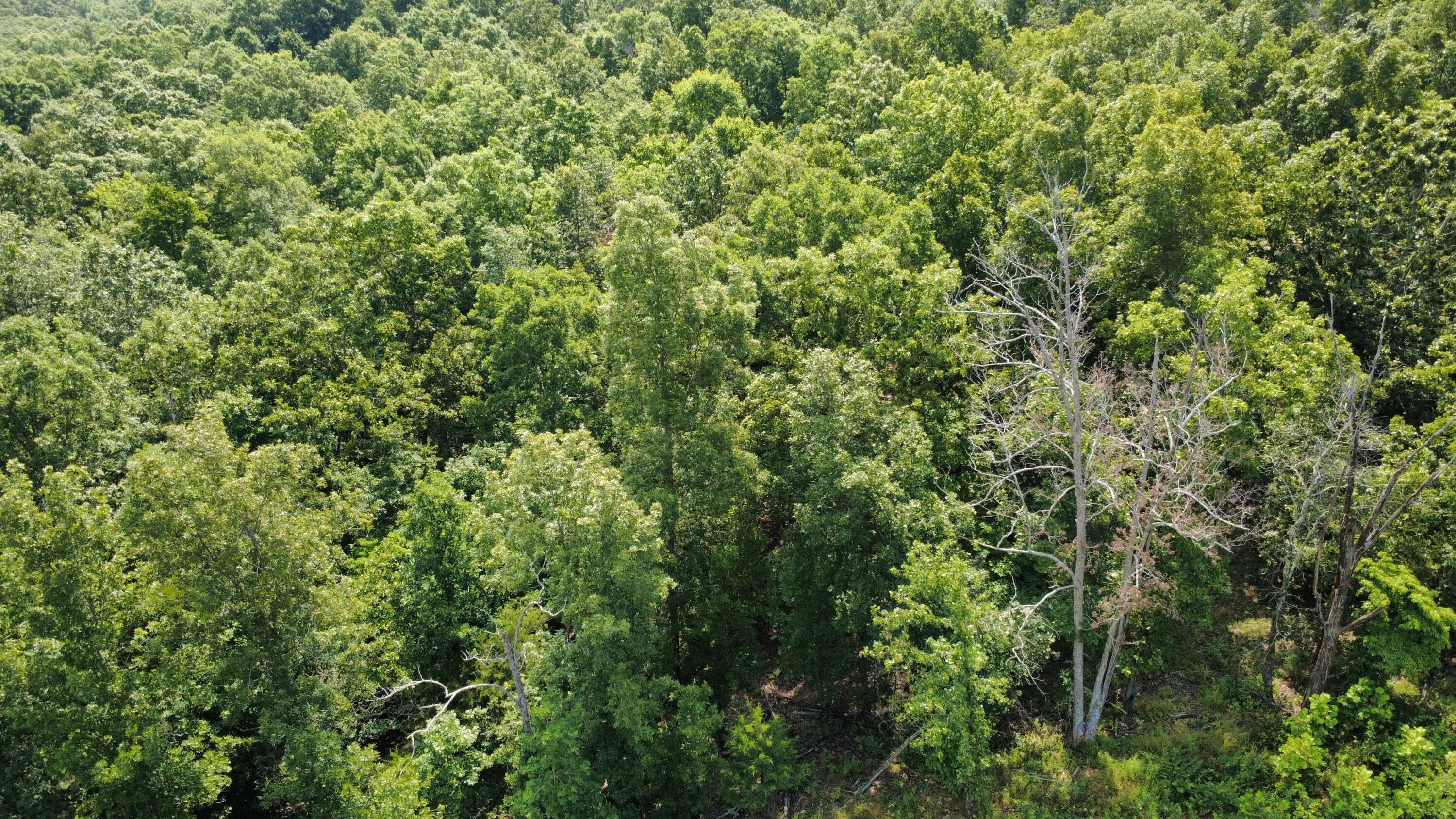 Photo 5 - Land for sale – 632  Private Road 421-35   West Plains, MO