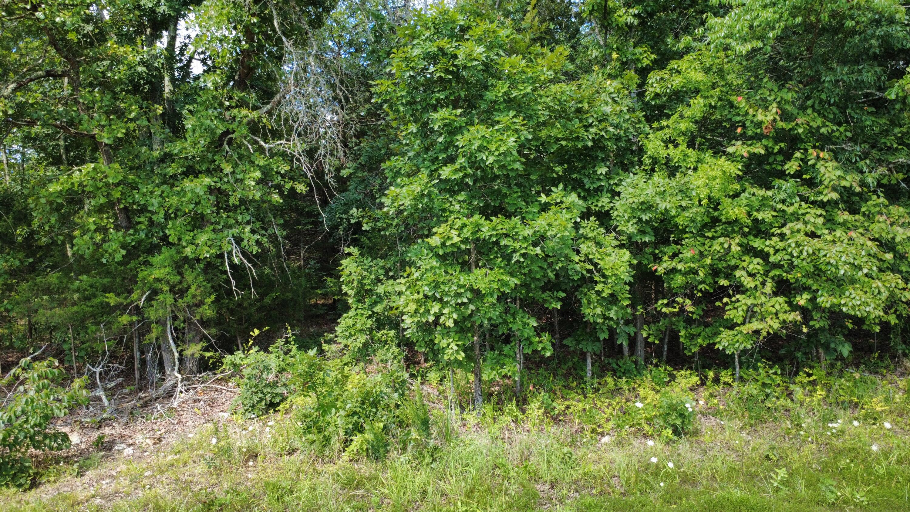 Photo 4 - Land for sale – 632  Private Road 421-35   West Plains, MO