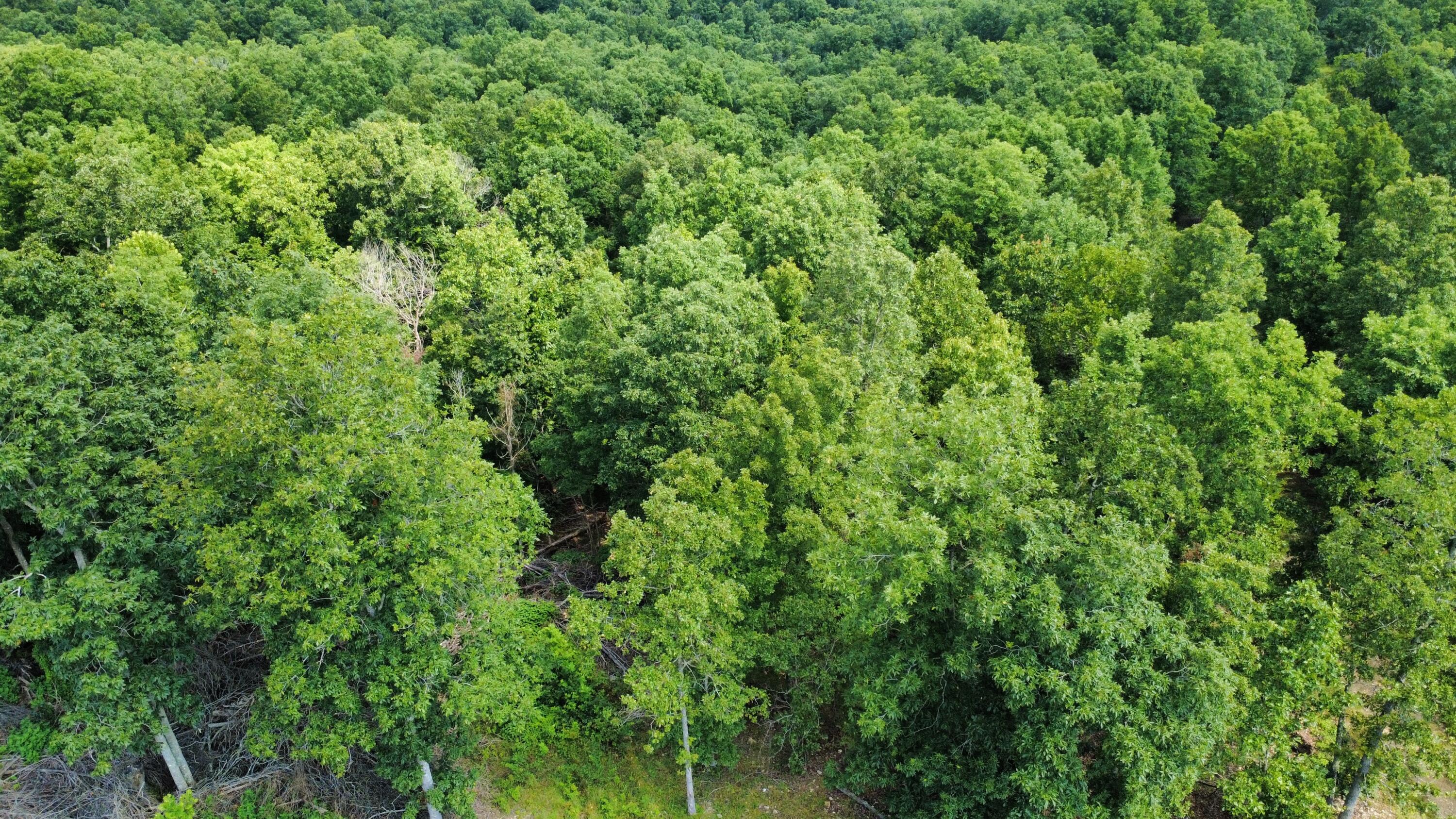 Photo 8 - Land for sale – 632  Private Road 421-35   West Plains, MO
