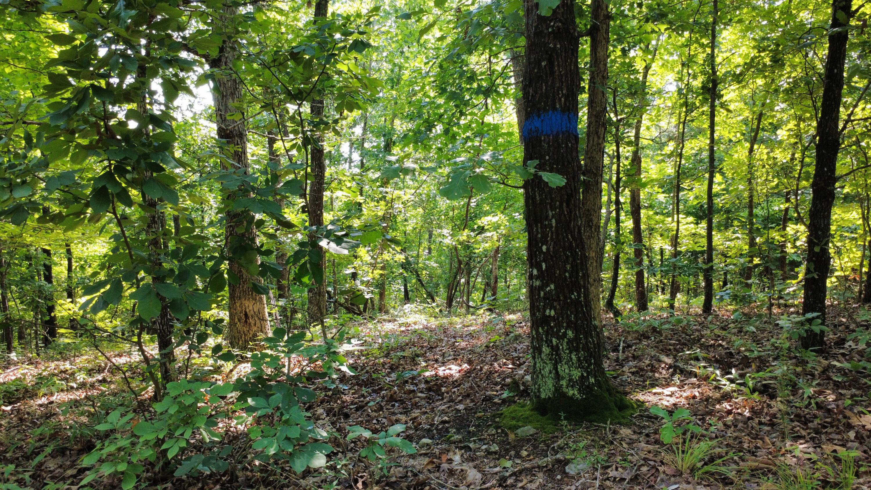 Photo 10 - Land for sale – 632  Private Road 421-35   West Plains, MO