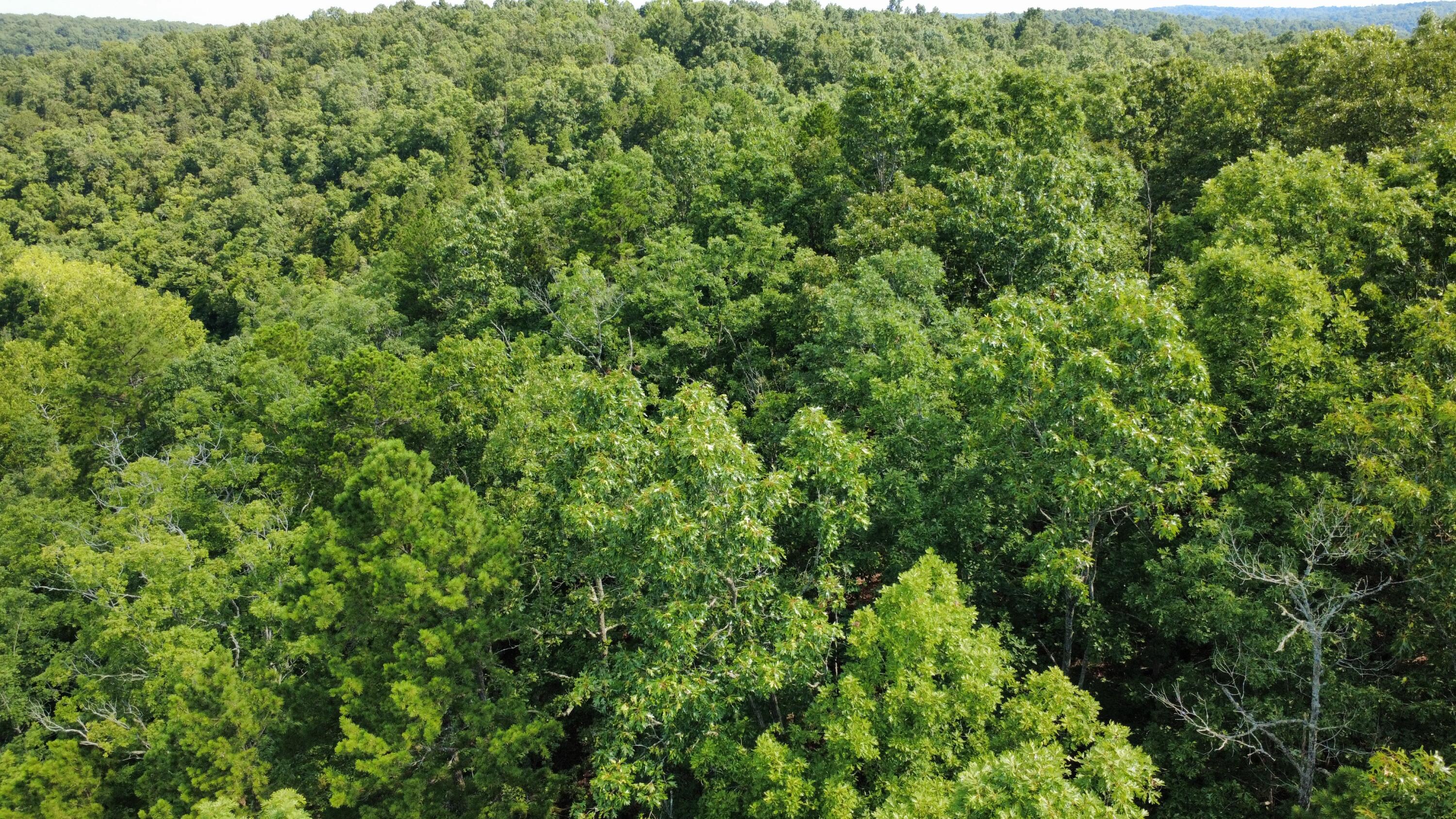 Photo 11 - Land for sale – 632  Private Road 421-35   West Plains, MO