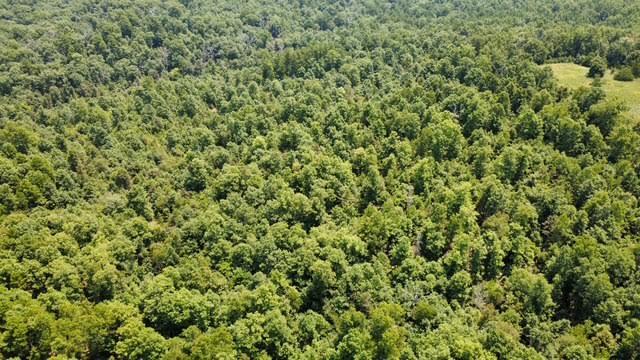 Photo 8 - Land for sale – 000  County Road 434   Birch Tree, MO