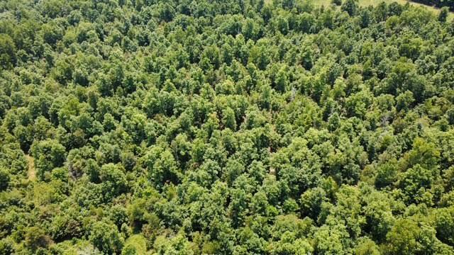 Photo 3 - Land for sale – 000  County Road 434   Birch Tree, MO