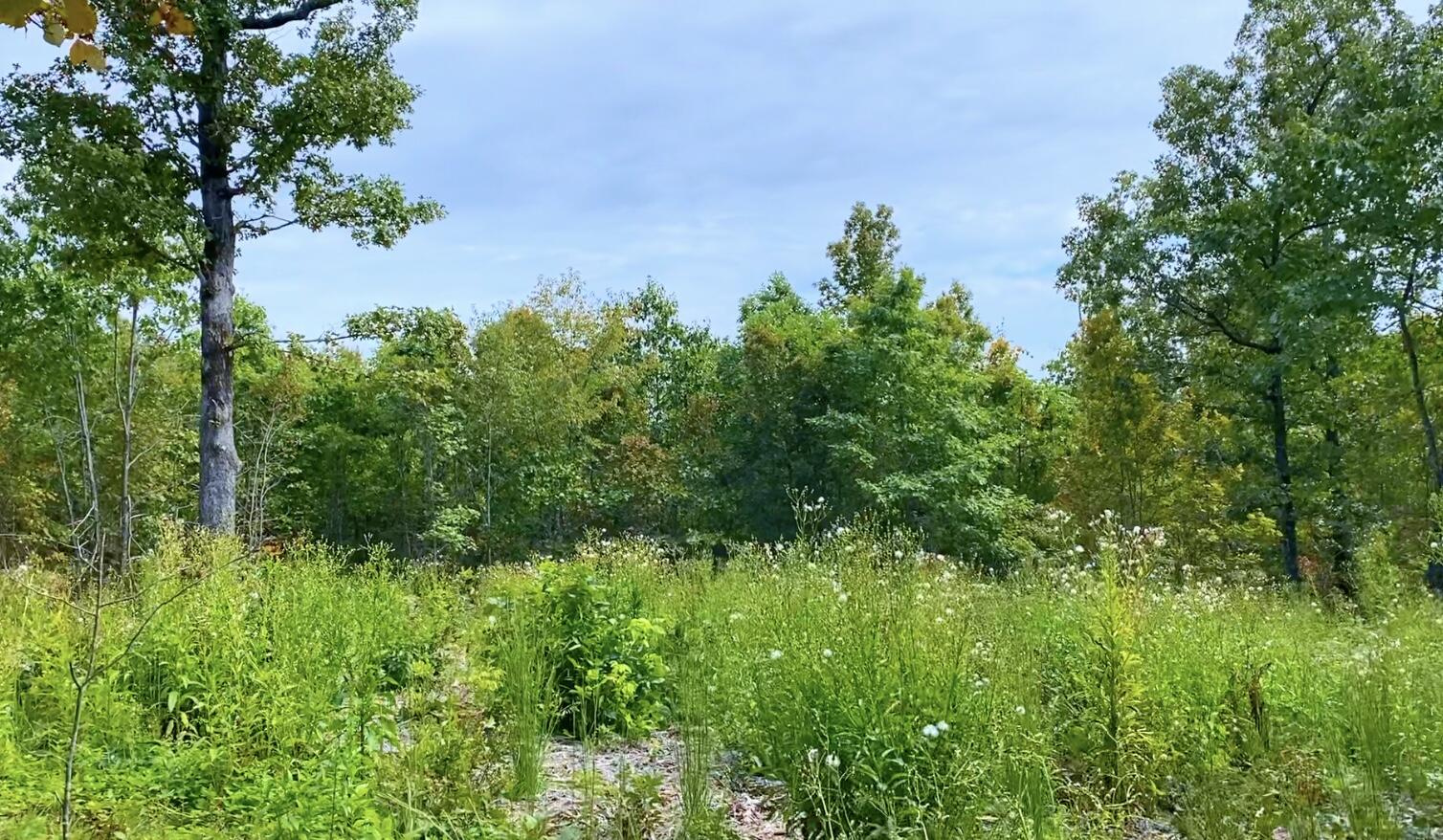 Photo 11 - Land for sale – 000  Db Tract 23   Pomona, MO