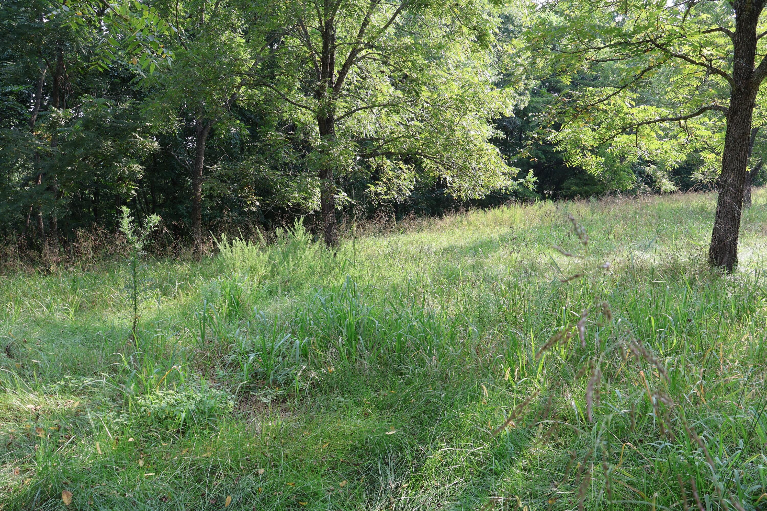 Photo 31 - Land for sale – 000  Red Bridge Rd   Ozark, MO