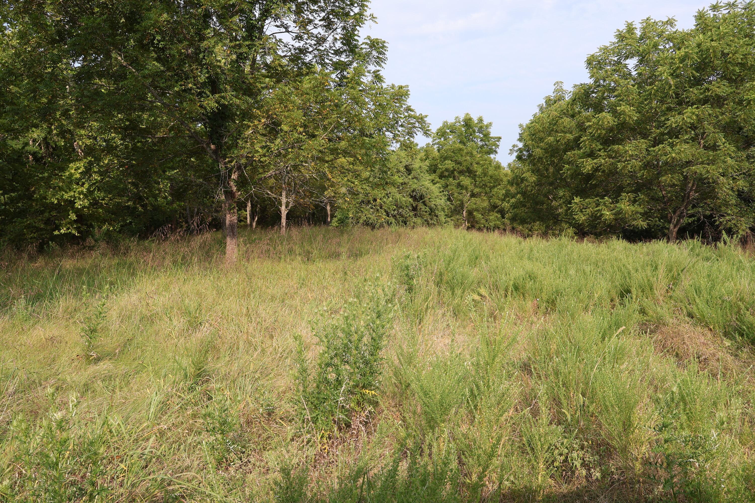 Photo 16 - Land for sale – 000  Red Bridge Rd   Ozark, MO
