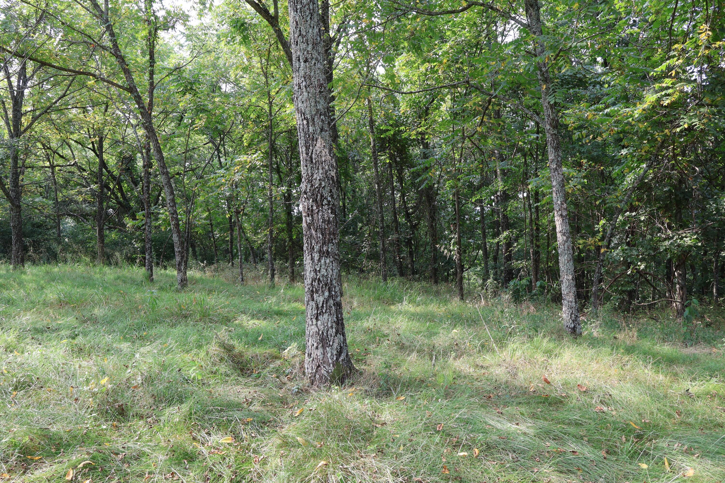 Photo 29 - Land for sale – 000  Red Bridge Rd   Ozark, MO