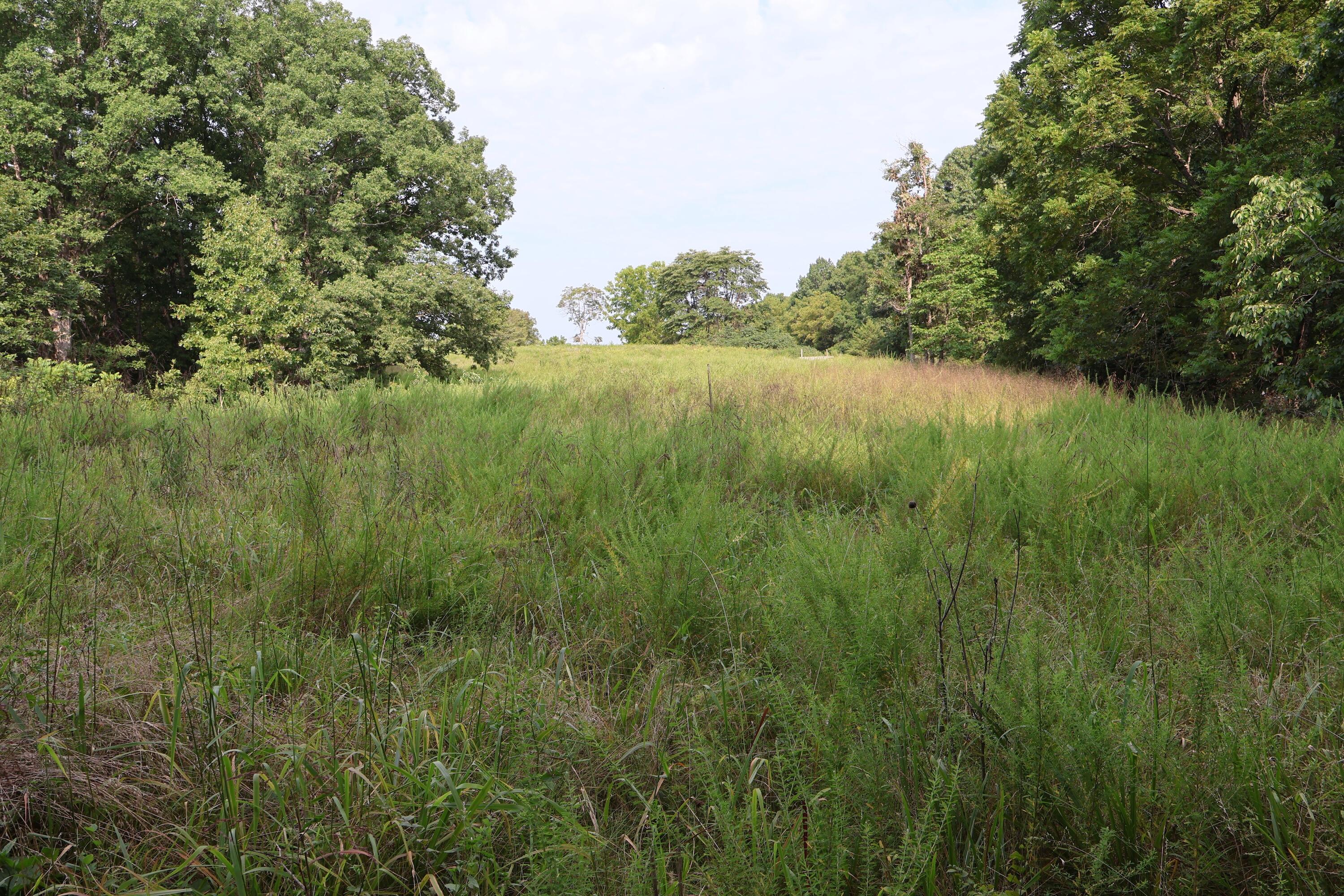 Photo 19 - Land for sale – 000  Red Bridge Rd   Ozark, MO